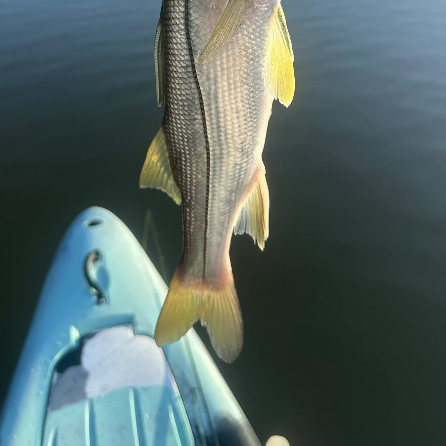 The most recent Common snook catches on Fishbrain
