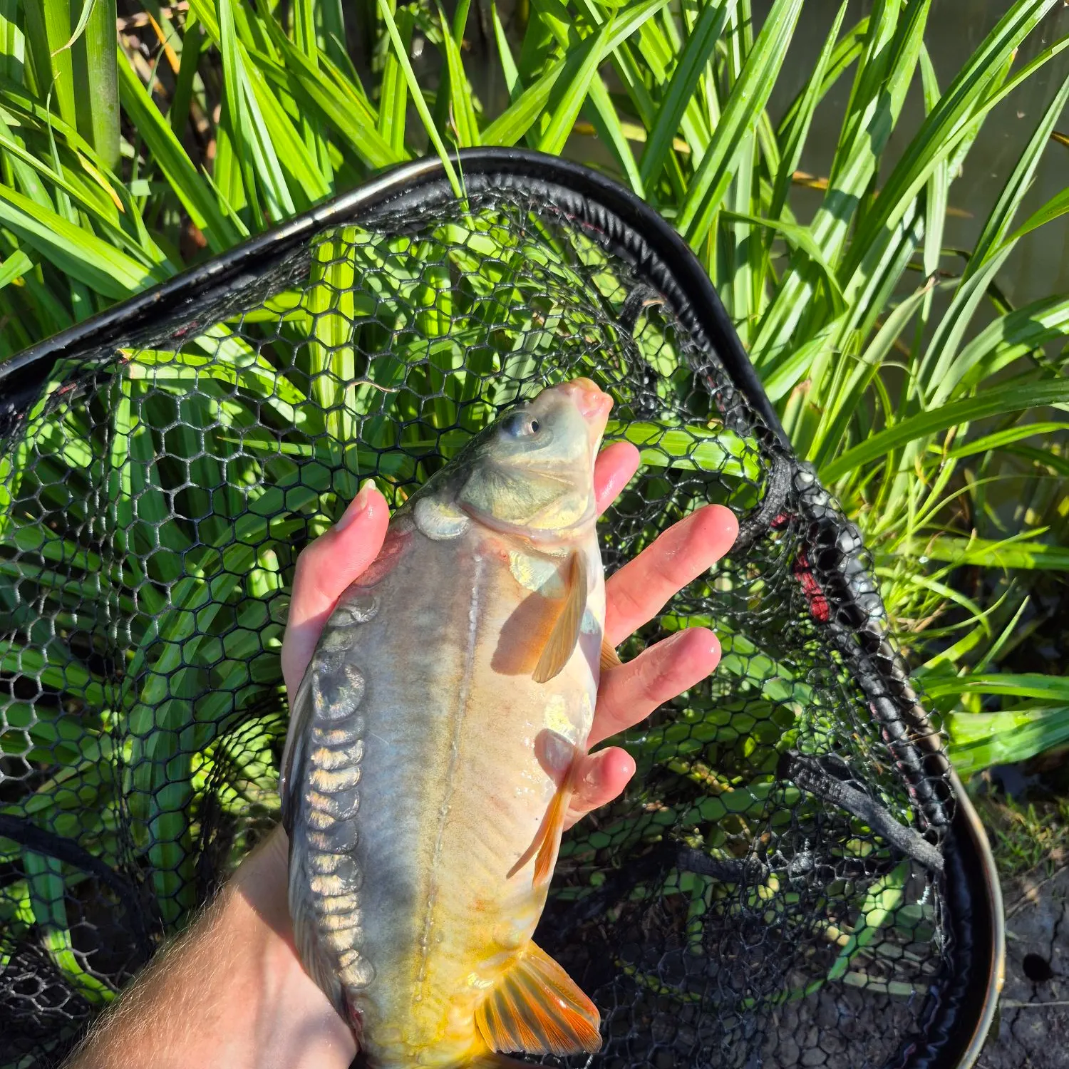 The most recent Mirror carp catches on Fishbrain