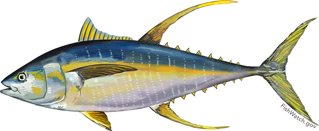 Yellowfin tuna