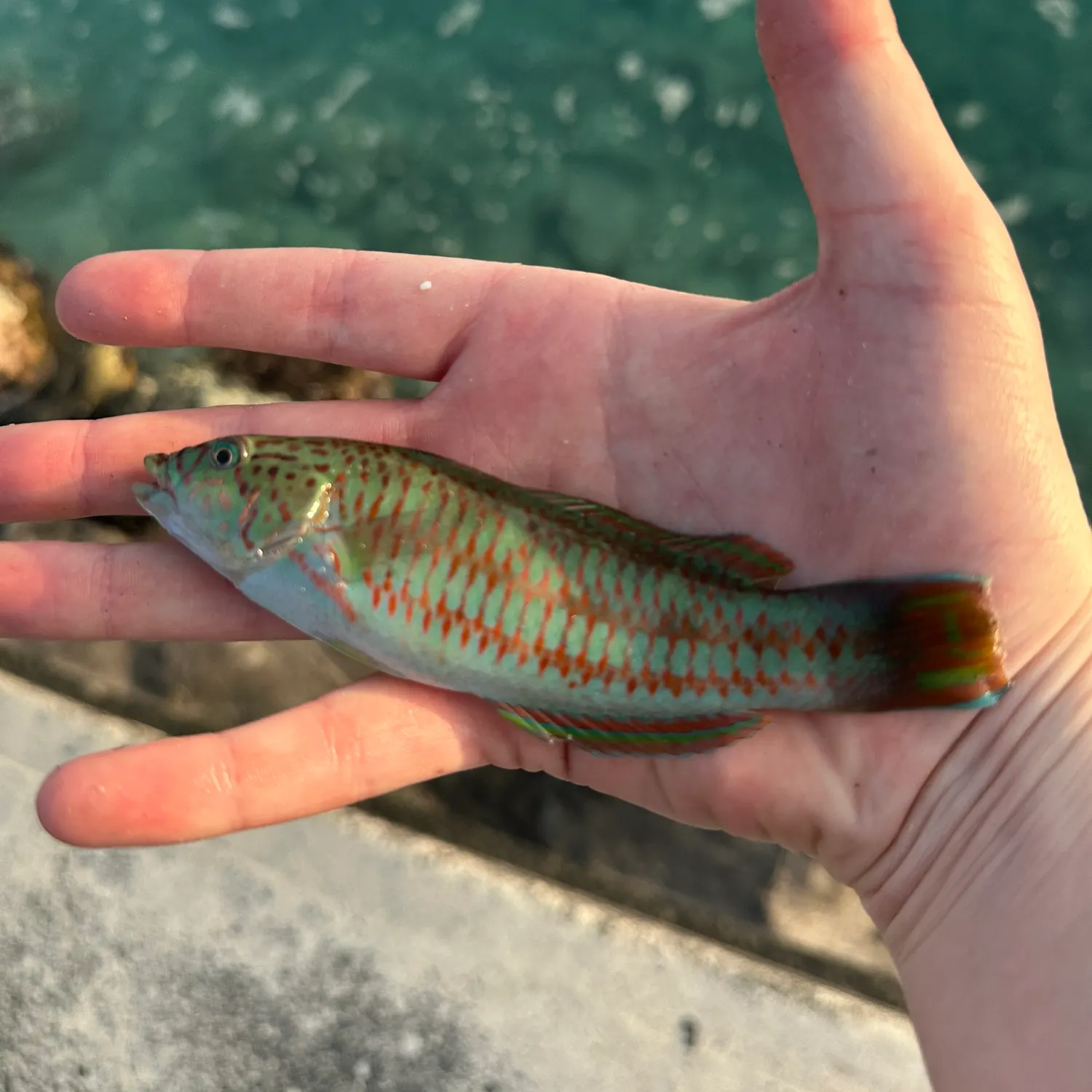The most recent Christmas wrasse catches on Fishbrain