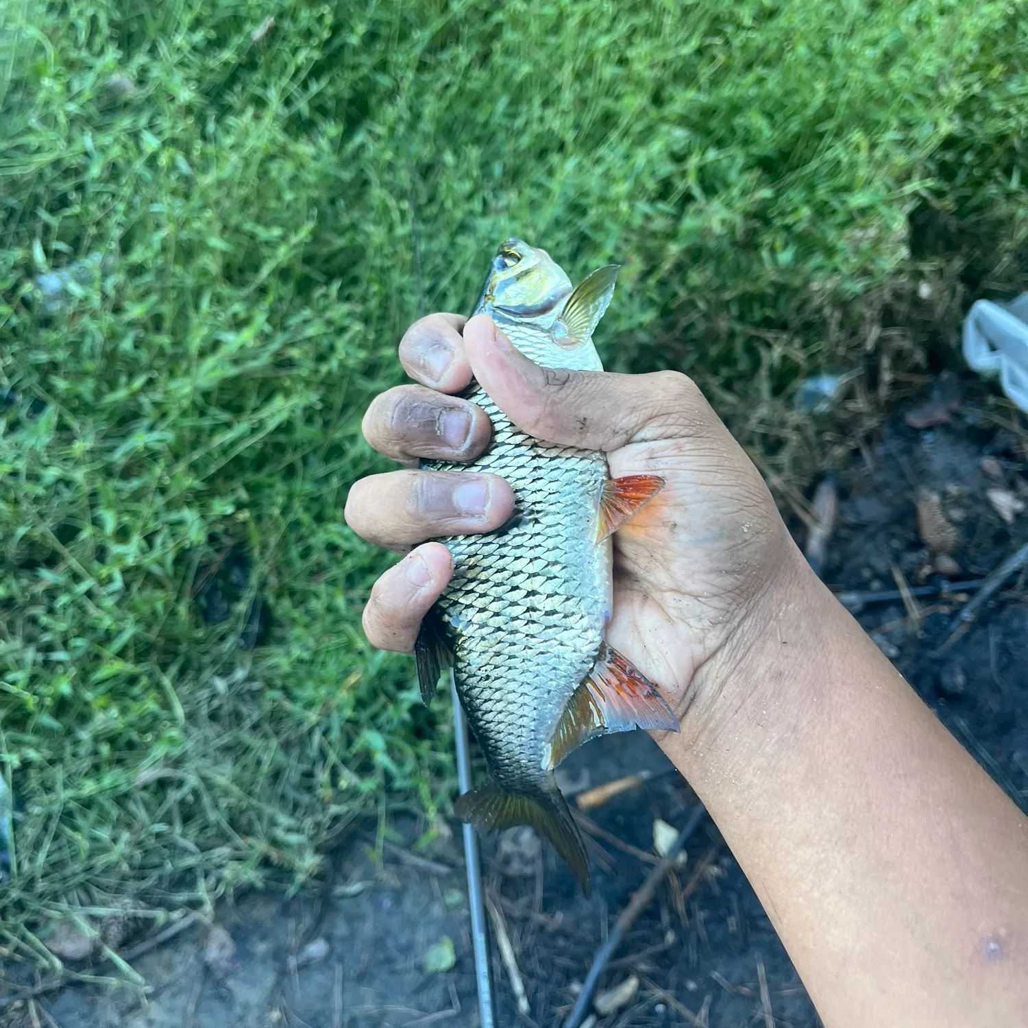 Golden shiner caught on Fishbrain