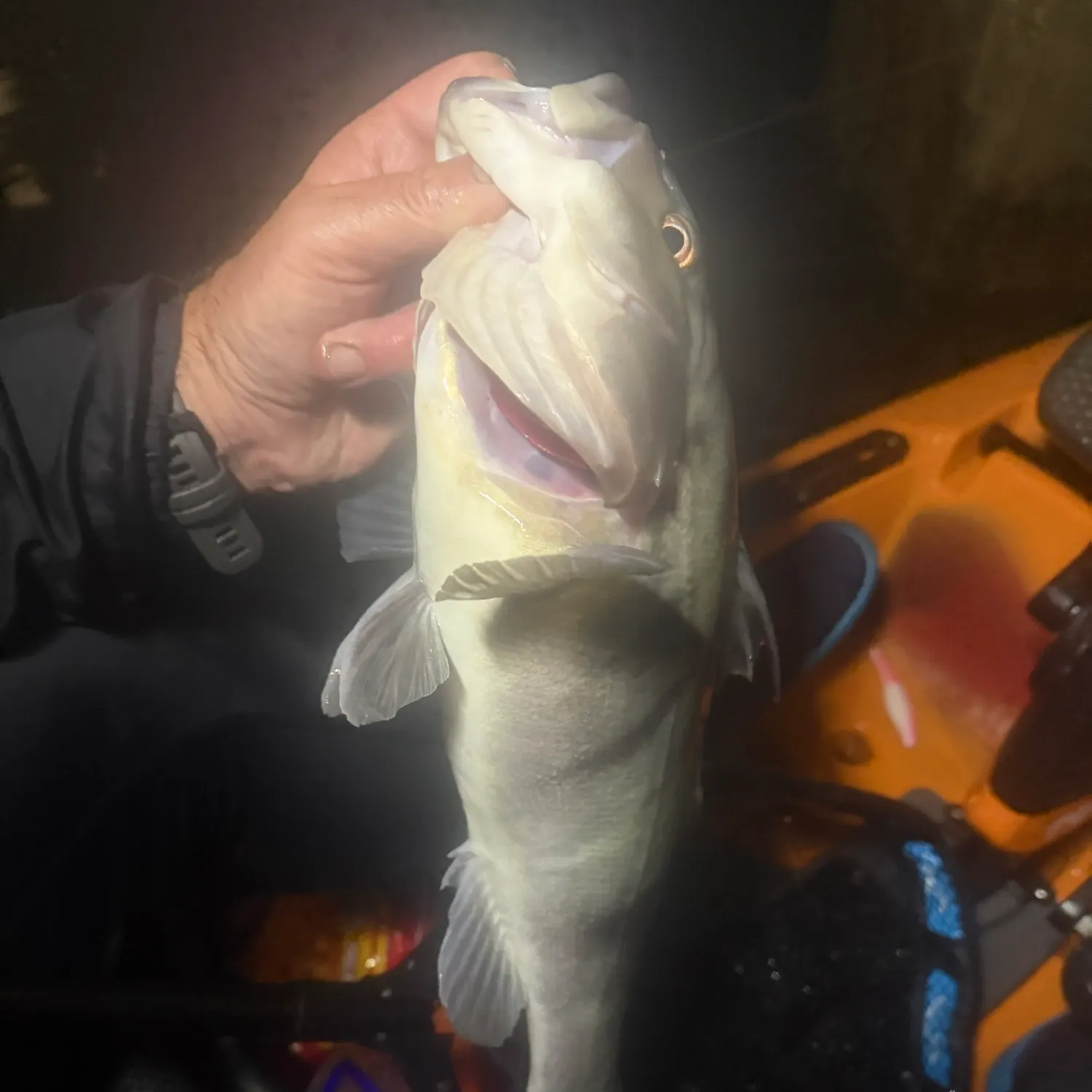 Barred sand bass caught on Fishbrain