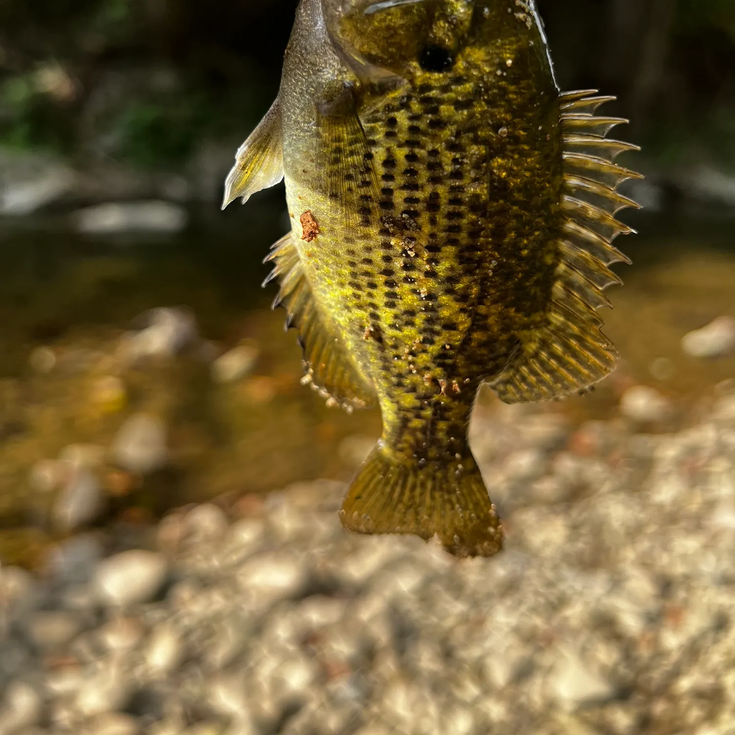 Rock bass caught on Fishbrain