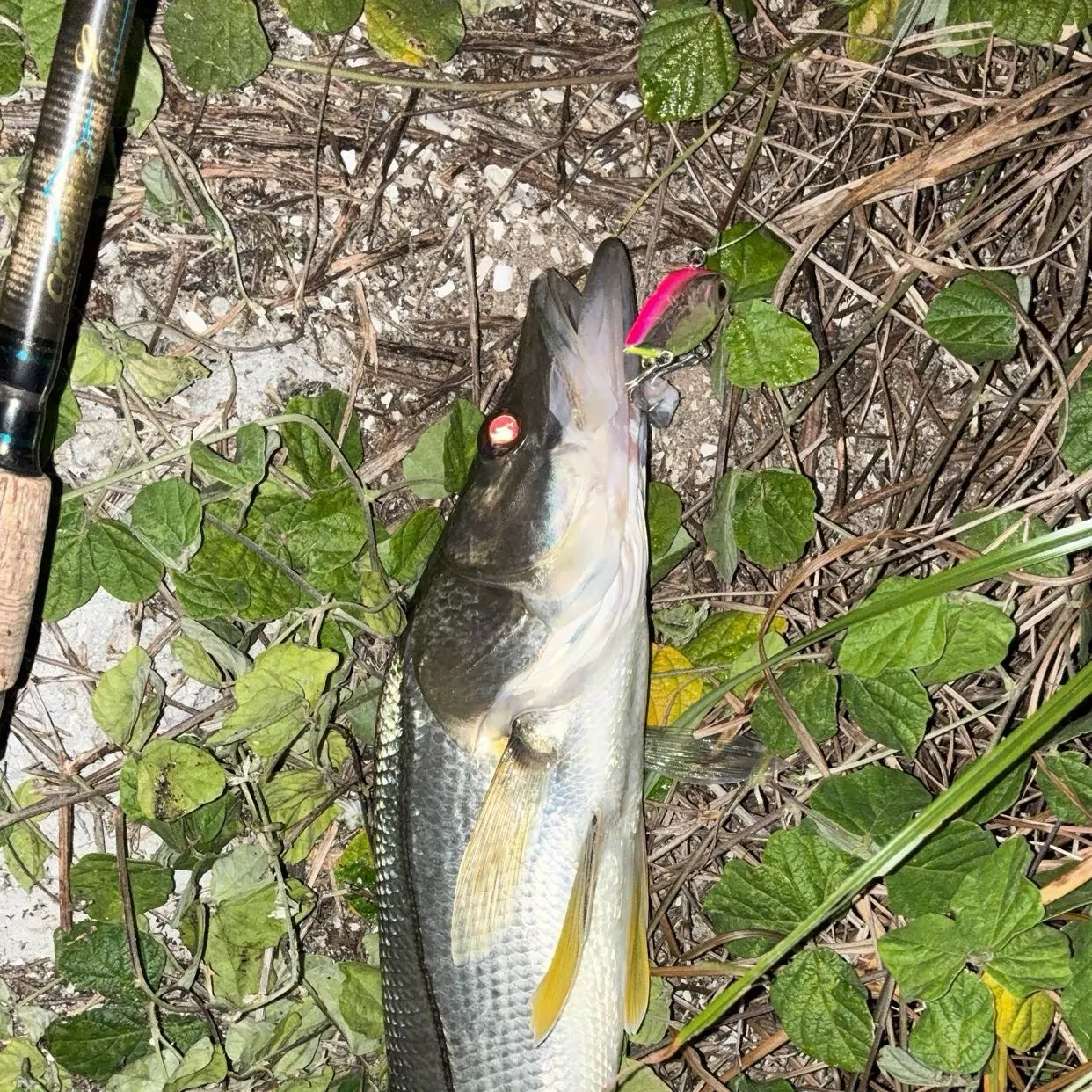 Common snook caught on Fishbrain