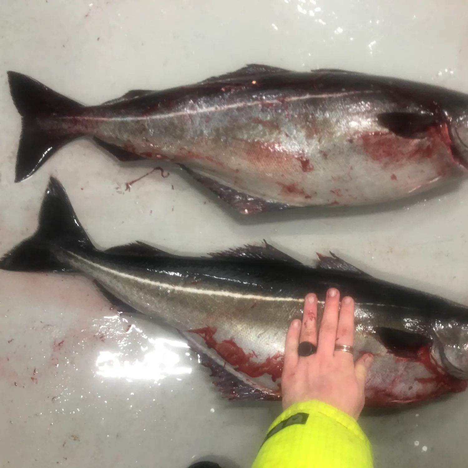 recently logged catches