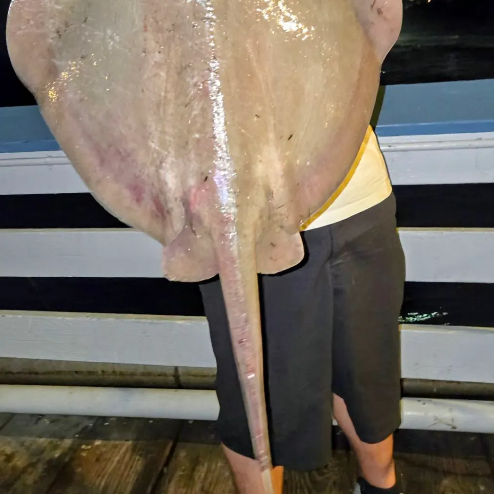 The most recent Diamond stingray catches on Fishbrain