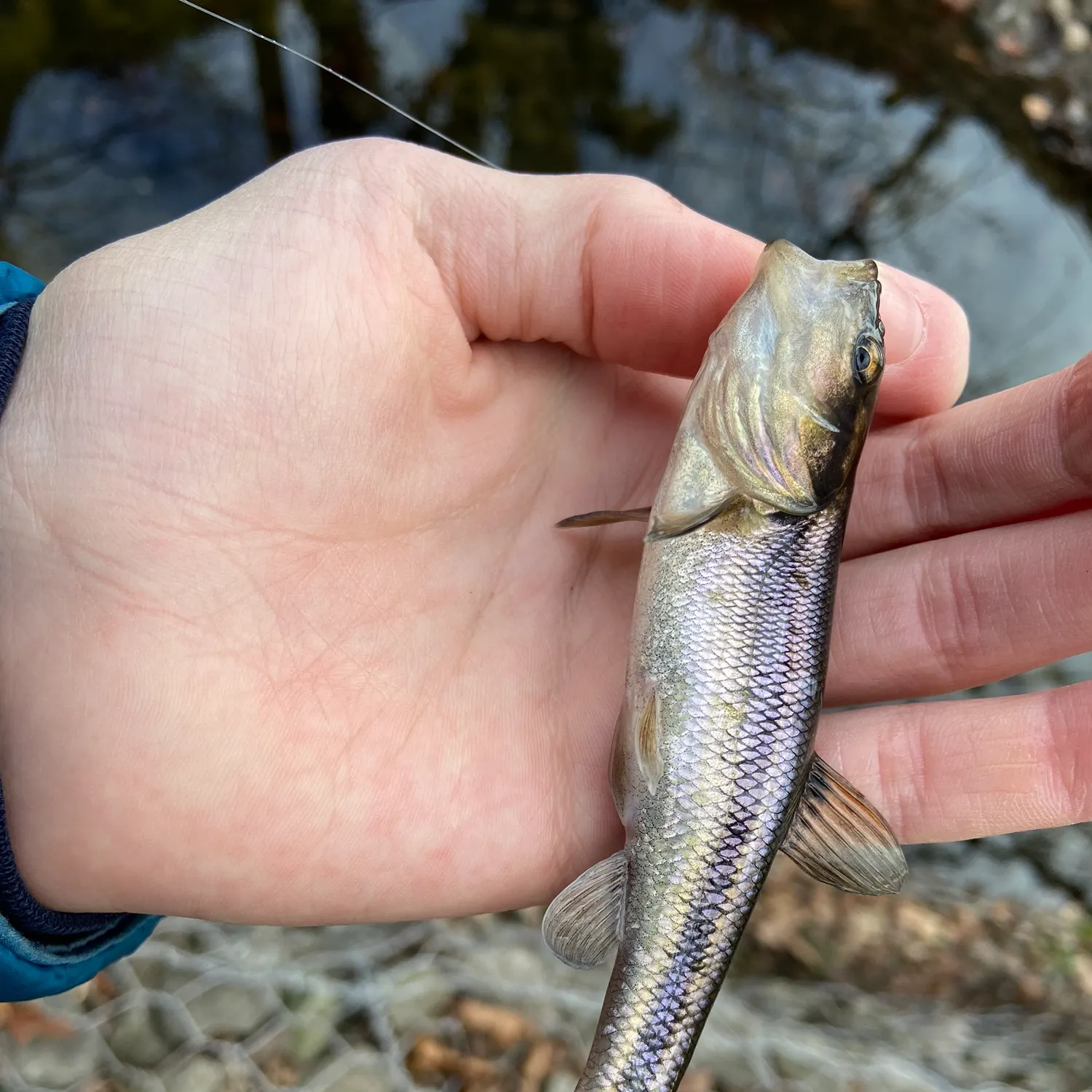 The most recent Creek chub catches on Fishbrain