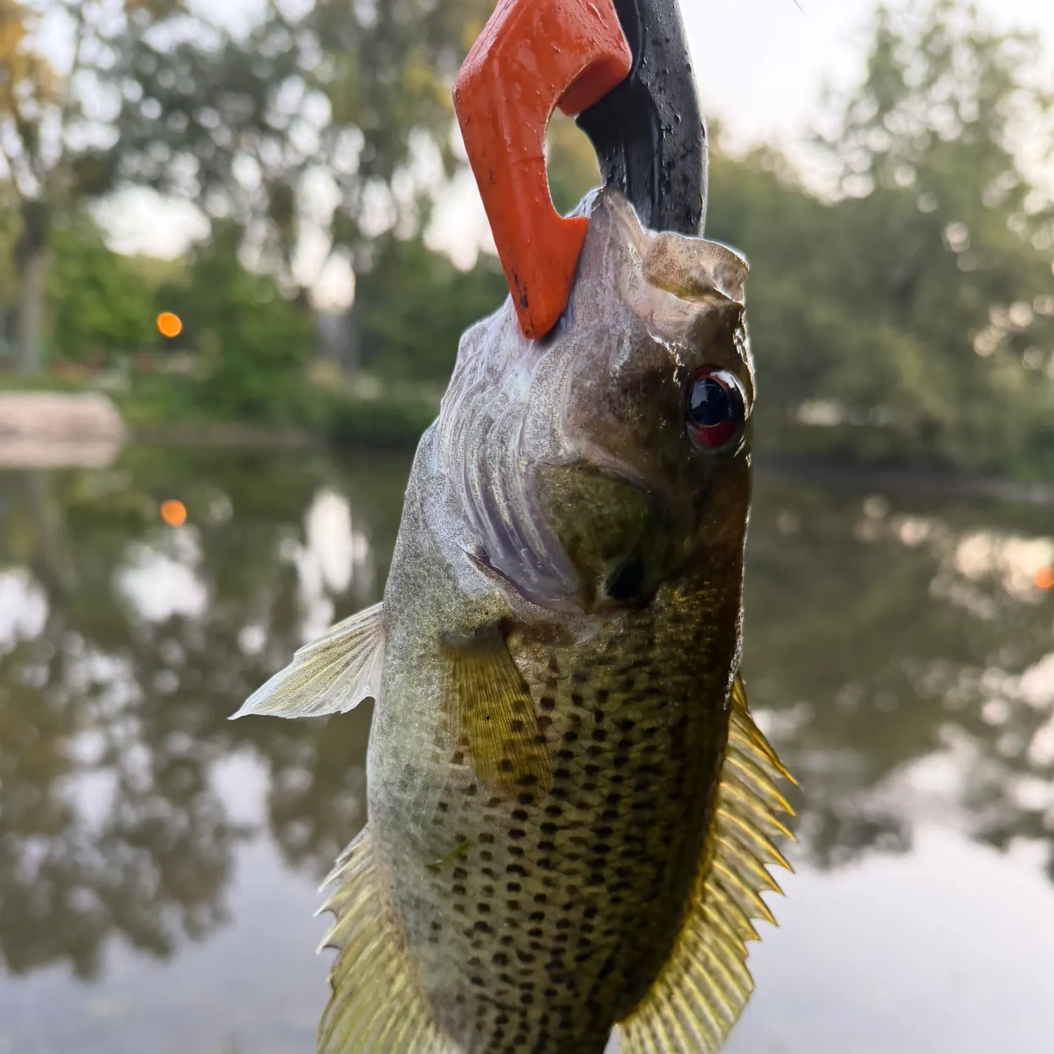 Rock bass caught on Fishbrain