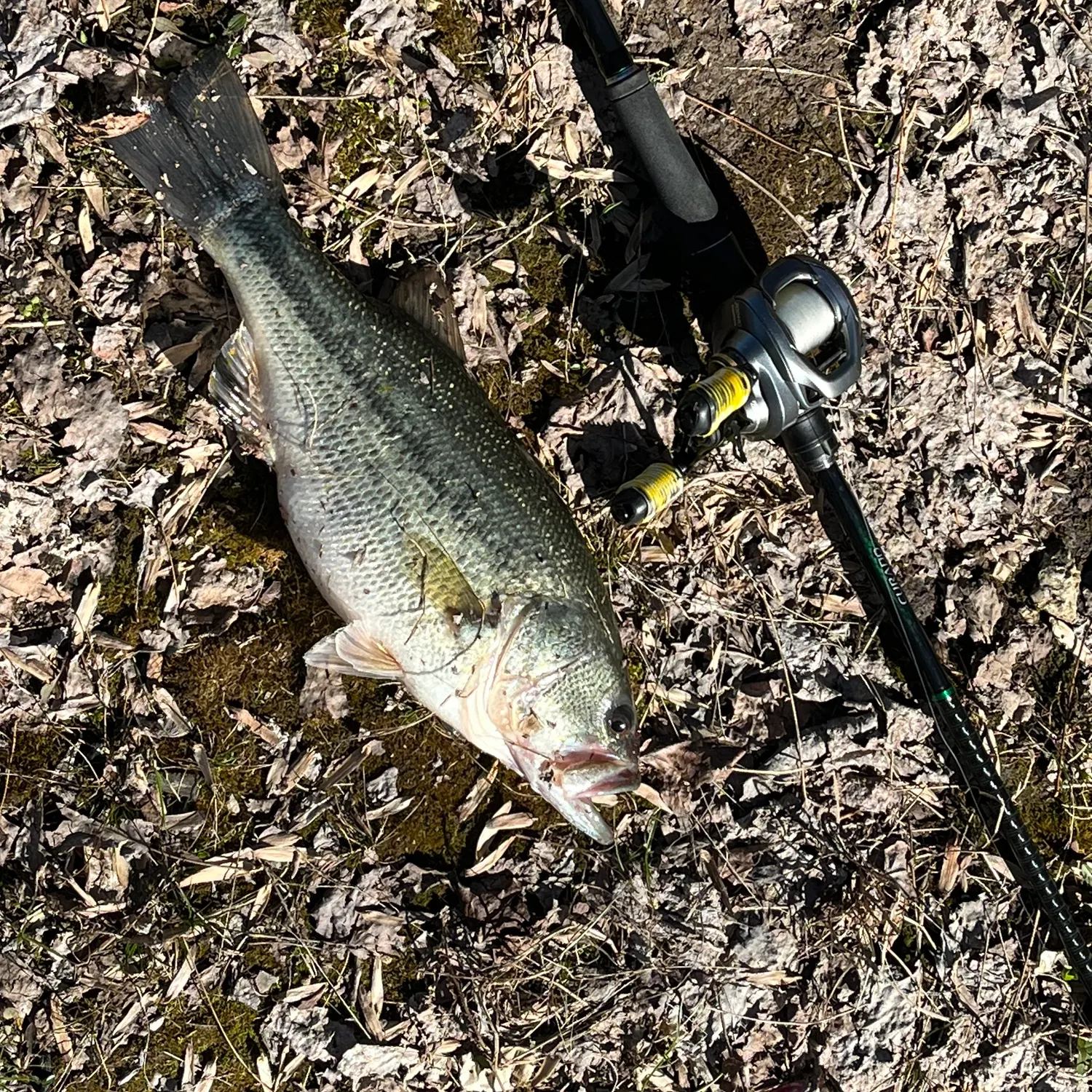 The most recent Alabama bass catches on Fishbrain