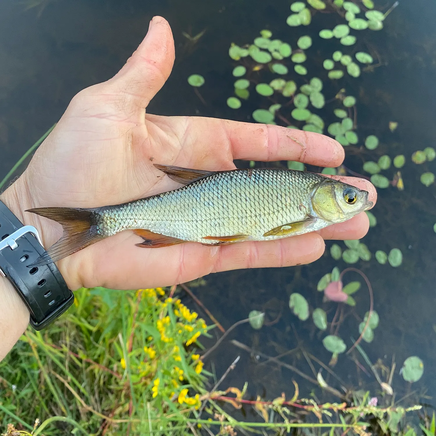 Golden shiner caught on Fishbrain