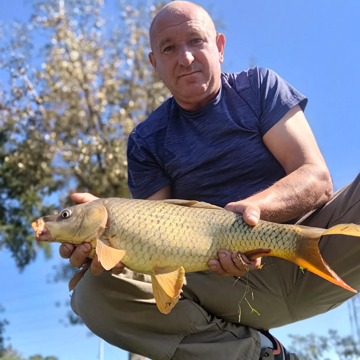 The most recent Japanese white crucian carp catches on Fishbrain