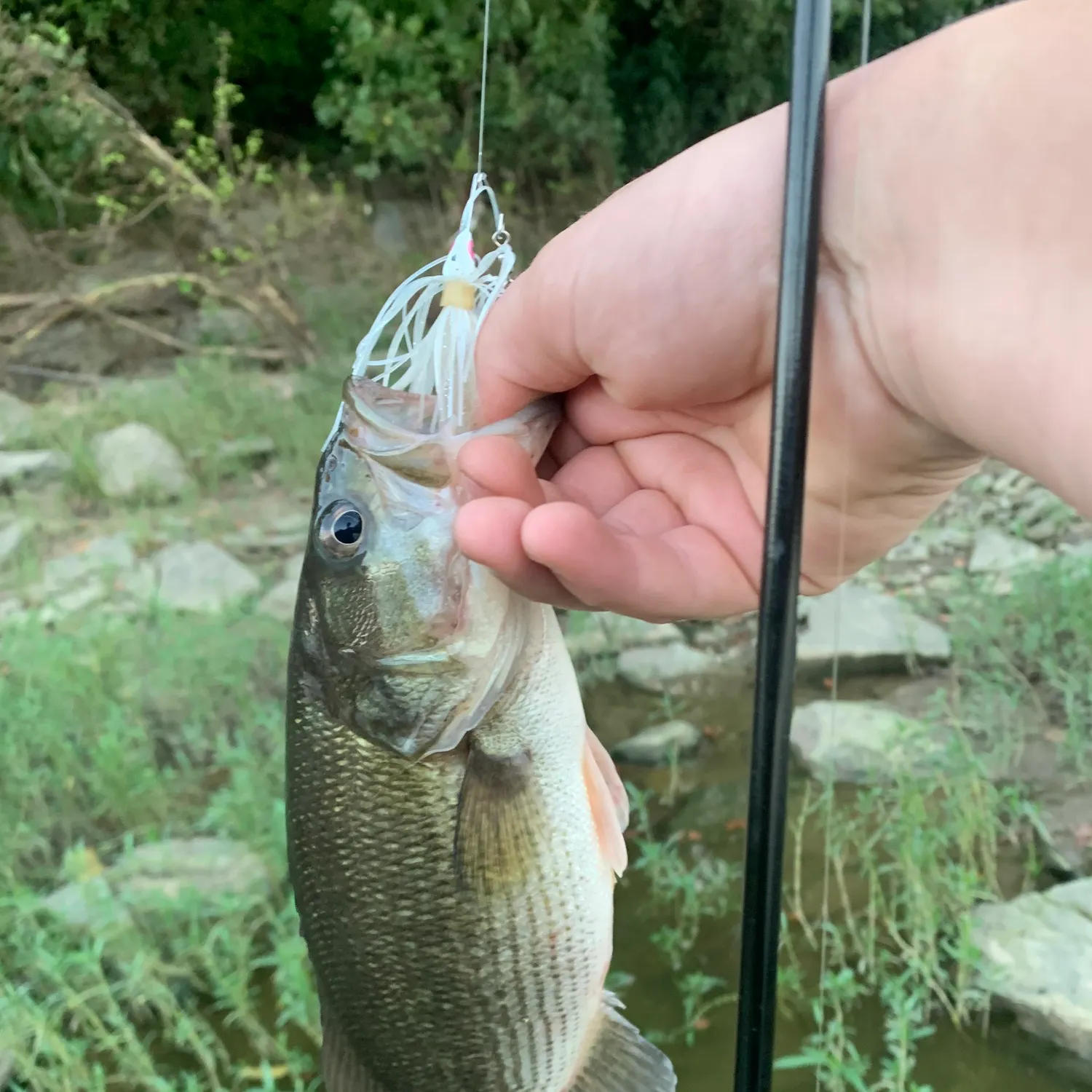 Spotted bass caught on Fishbrain