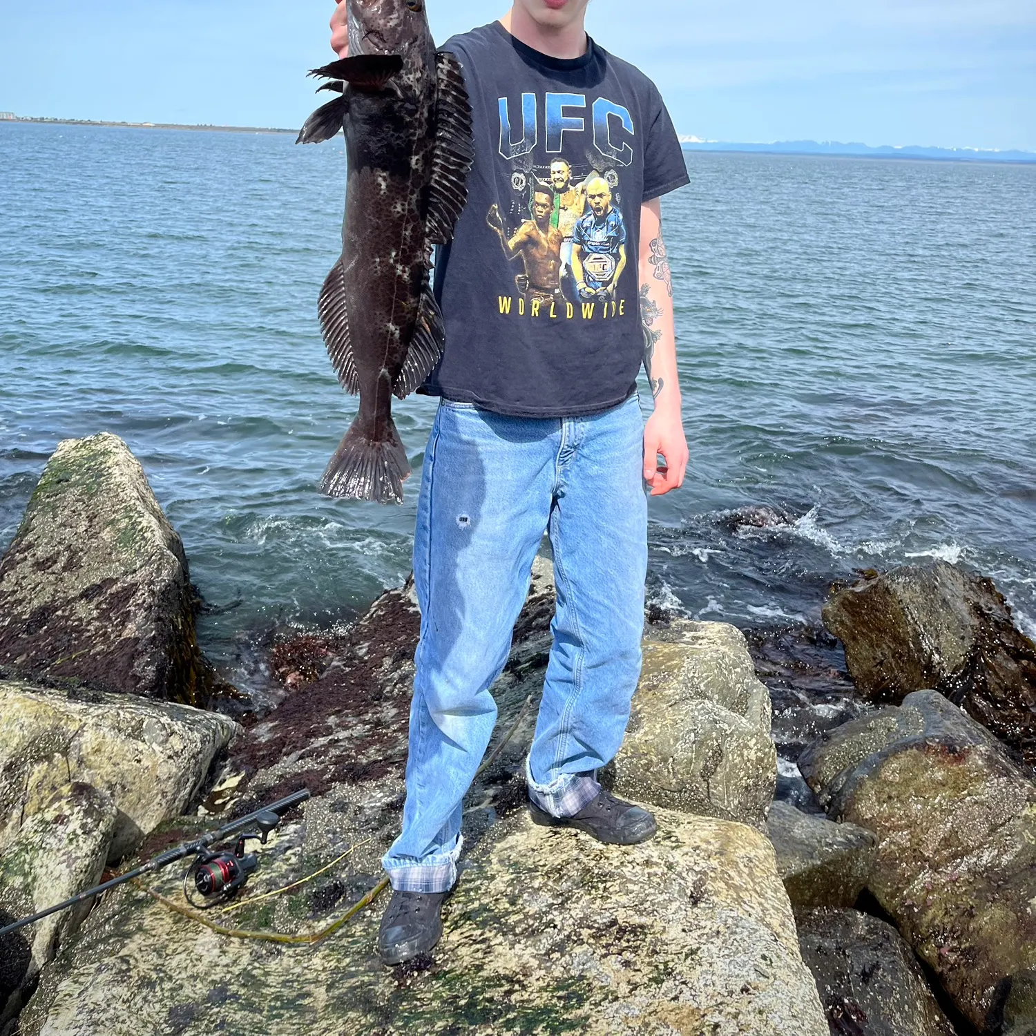 Lingcod caught on Fishbrain