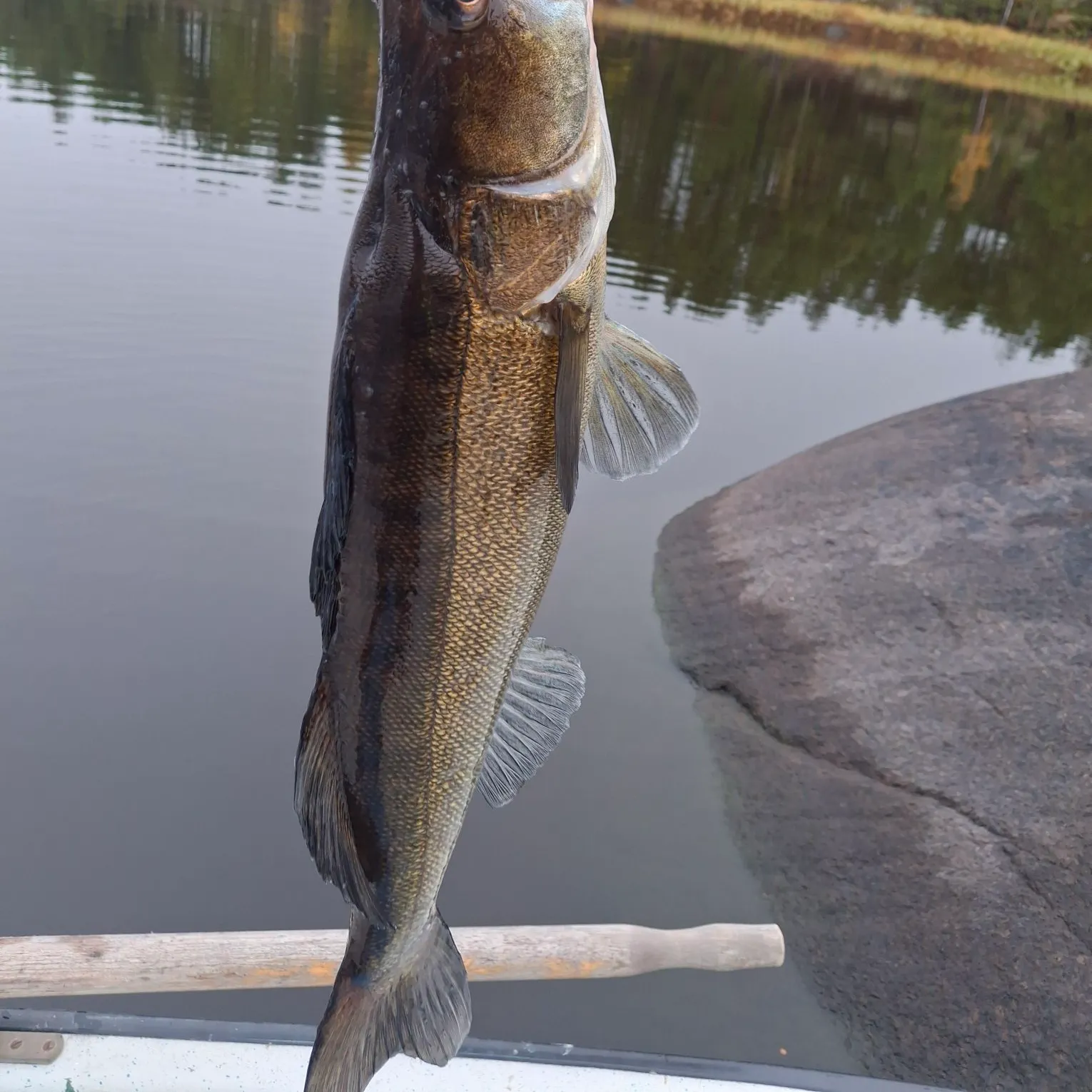 Zander caught on Fishbrain