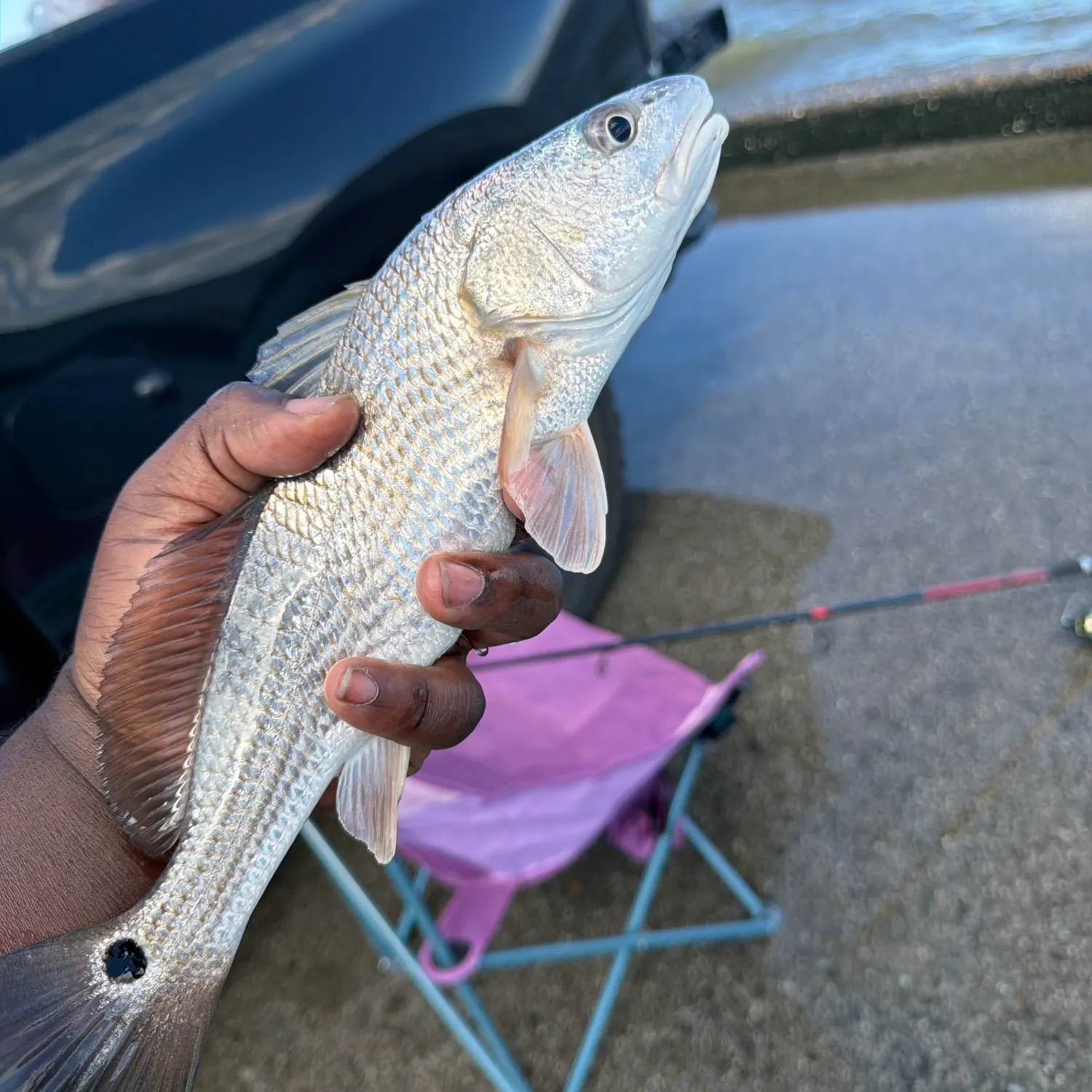 Red drum caught on Fishbrain