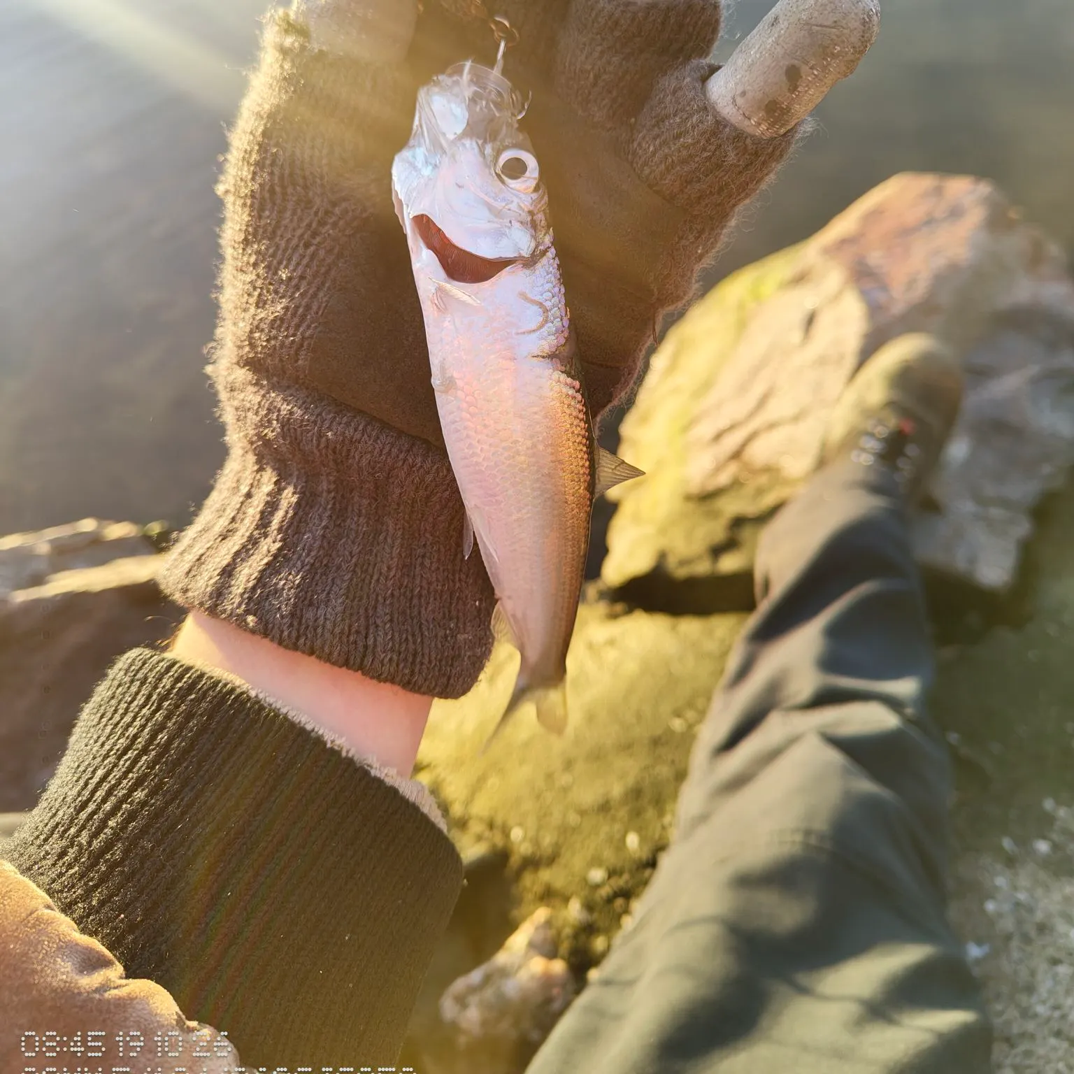 Atlantic herring caught on Fishbrain