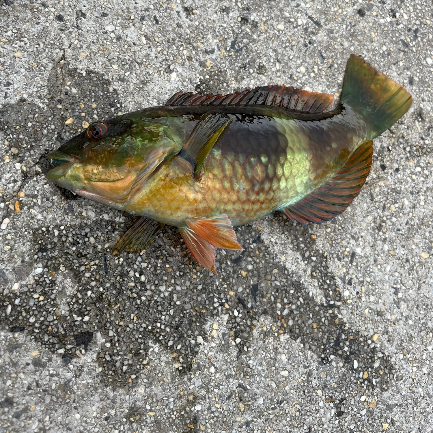 recently logged catches