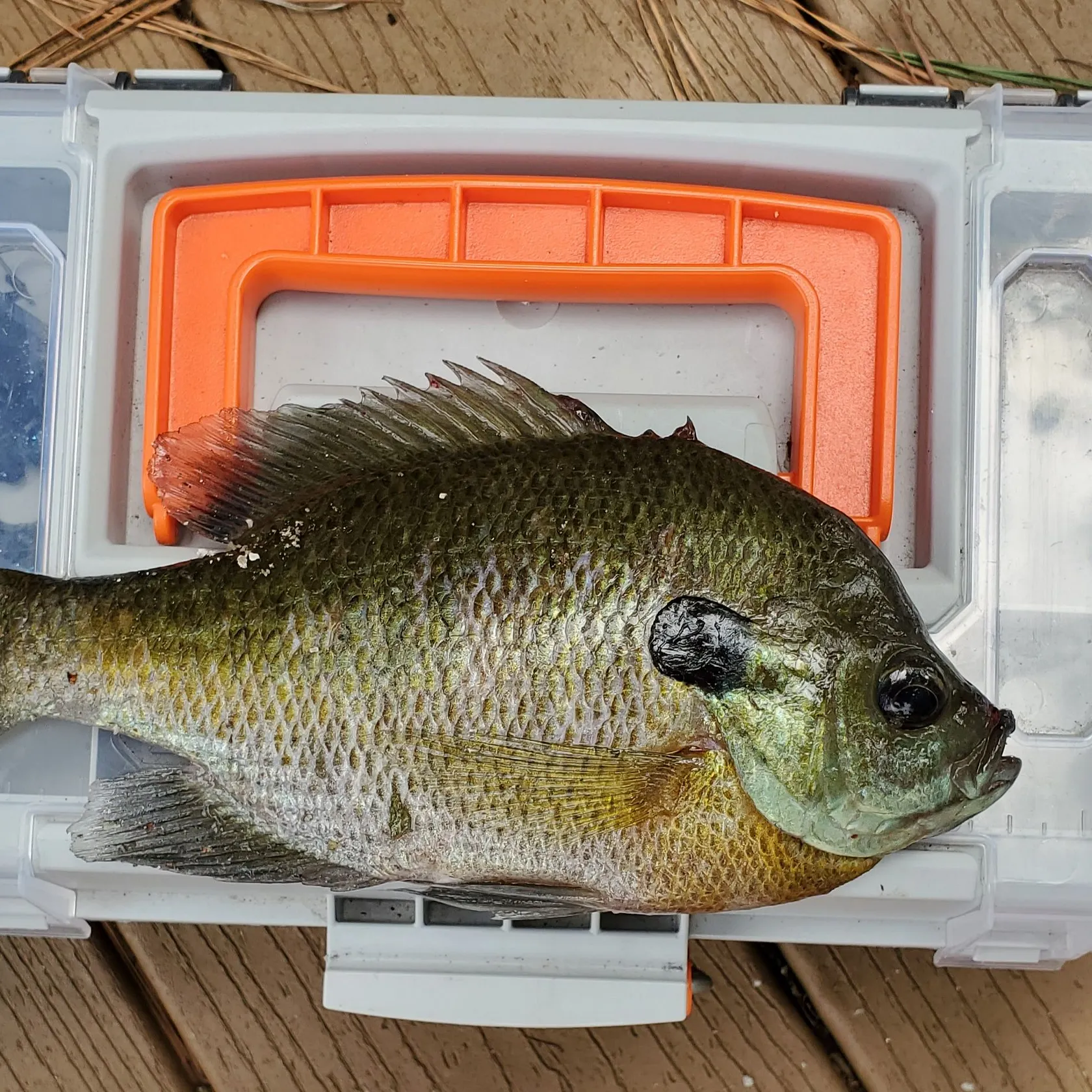 Bluegill caught on Fishbrain