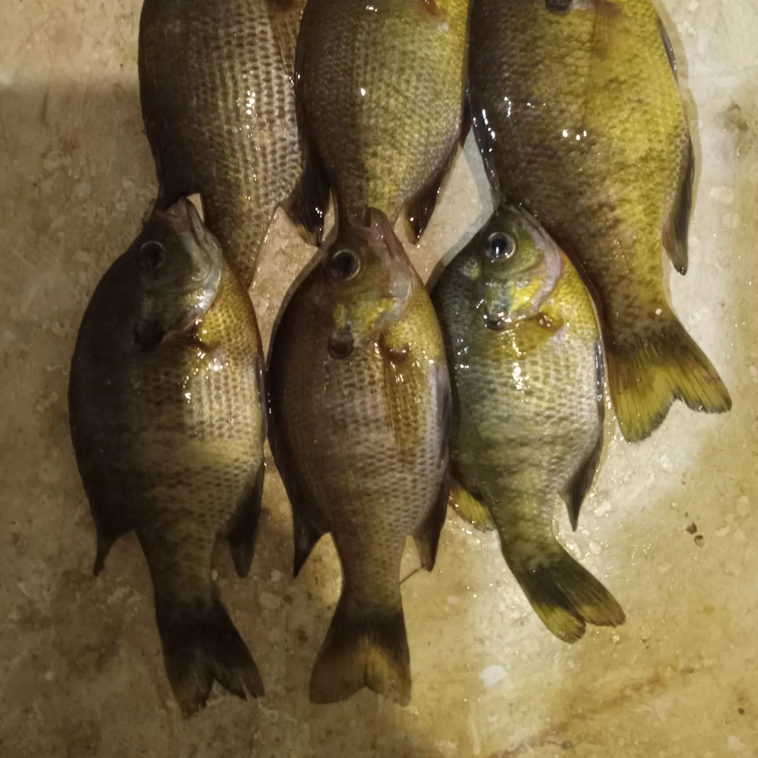 recently logged catches
