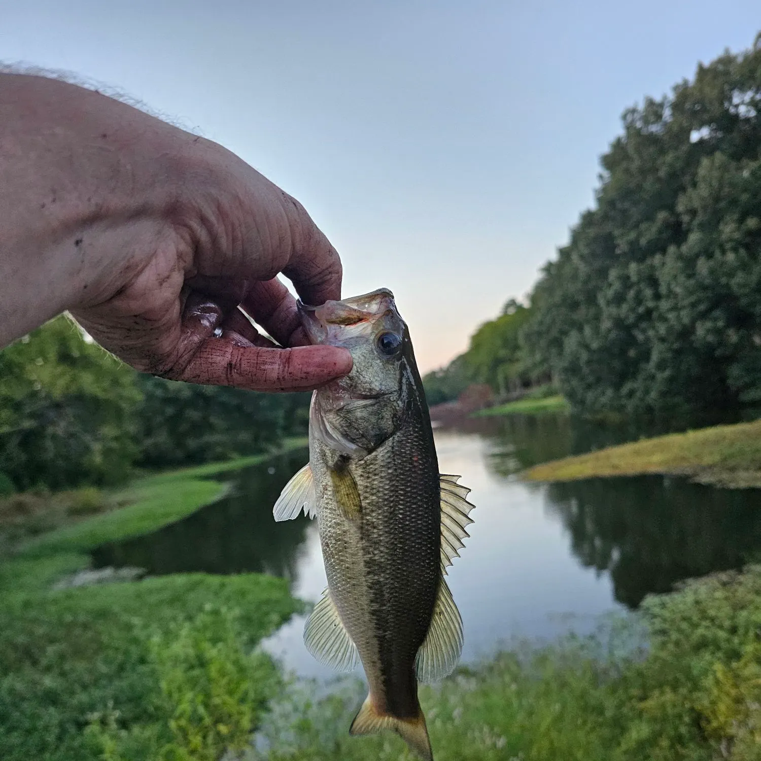 Largemouth bass caught on Fishbrain