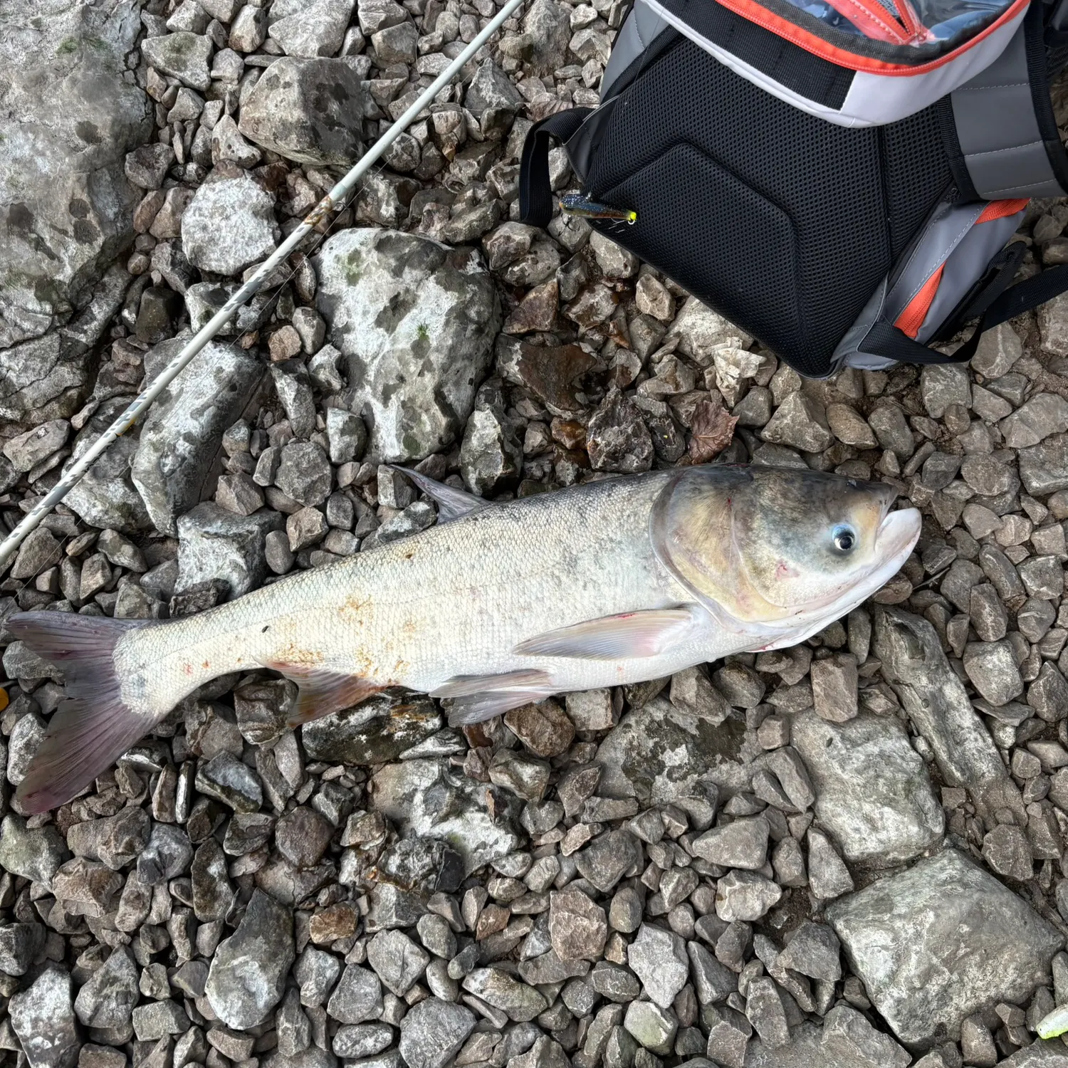 The most recent Silver carp catches on Fishbrain