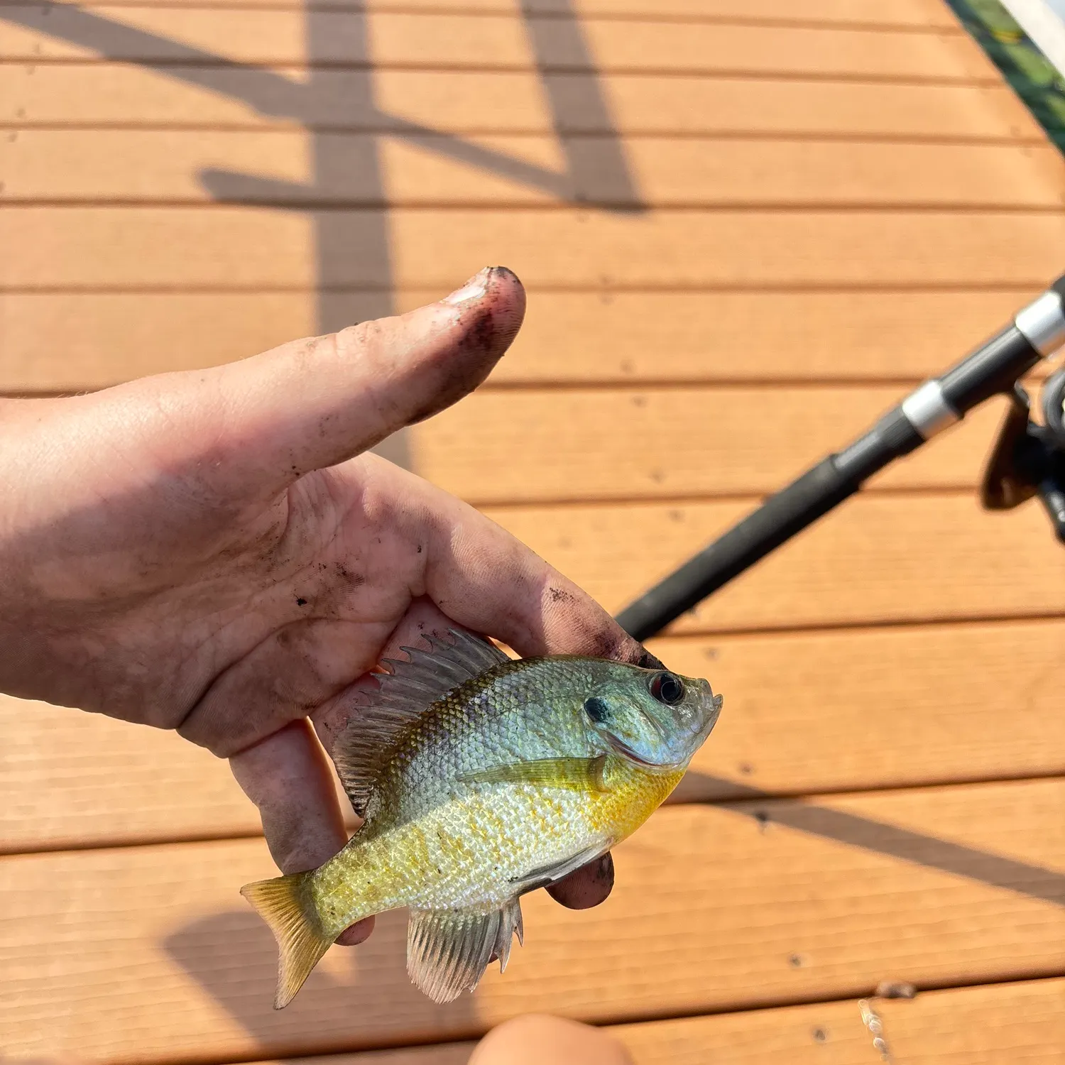 Bluegill caught on Fishbrain