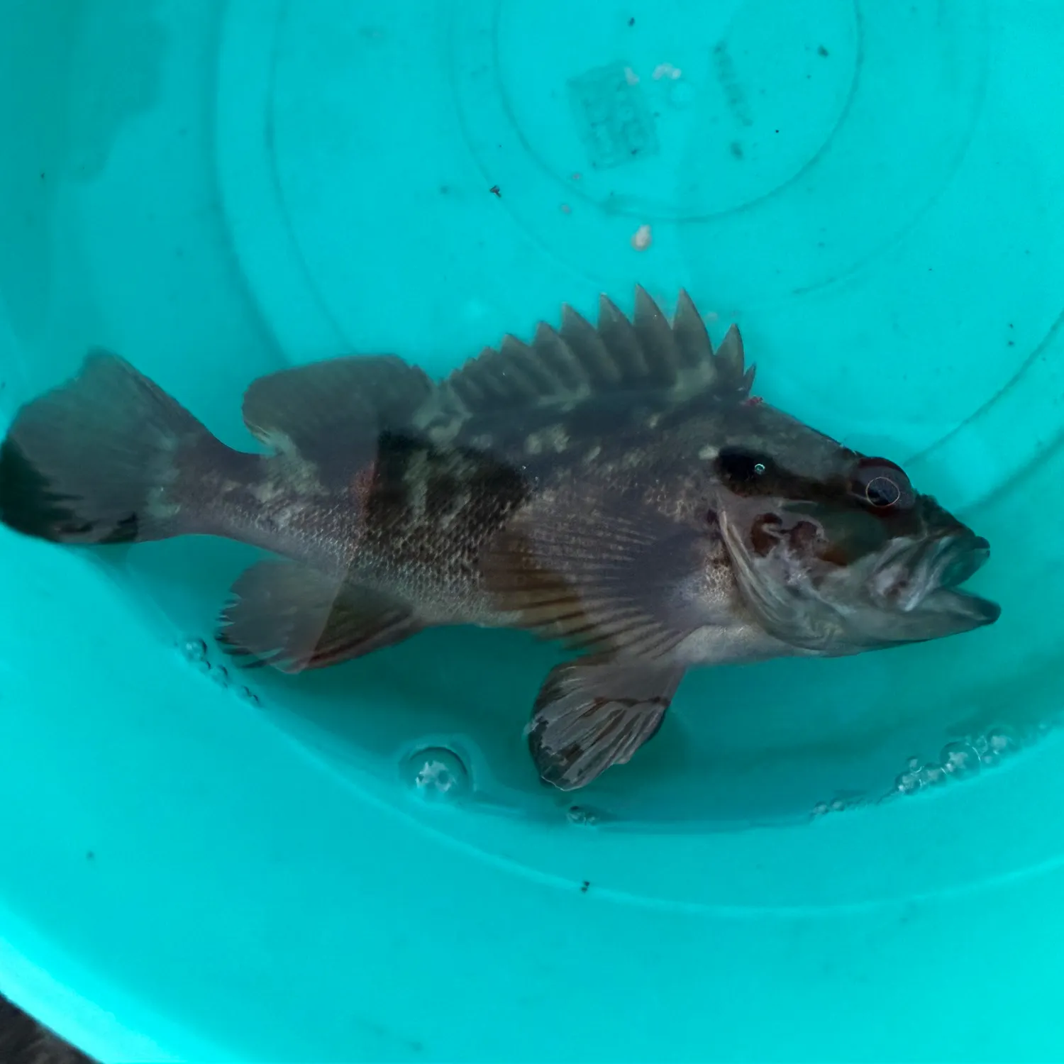 The most recent Grass rockfish catches on Fishbrain
