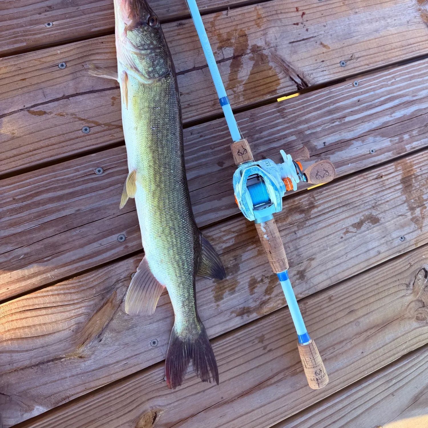 Chain pickerel caught on Fishbrain