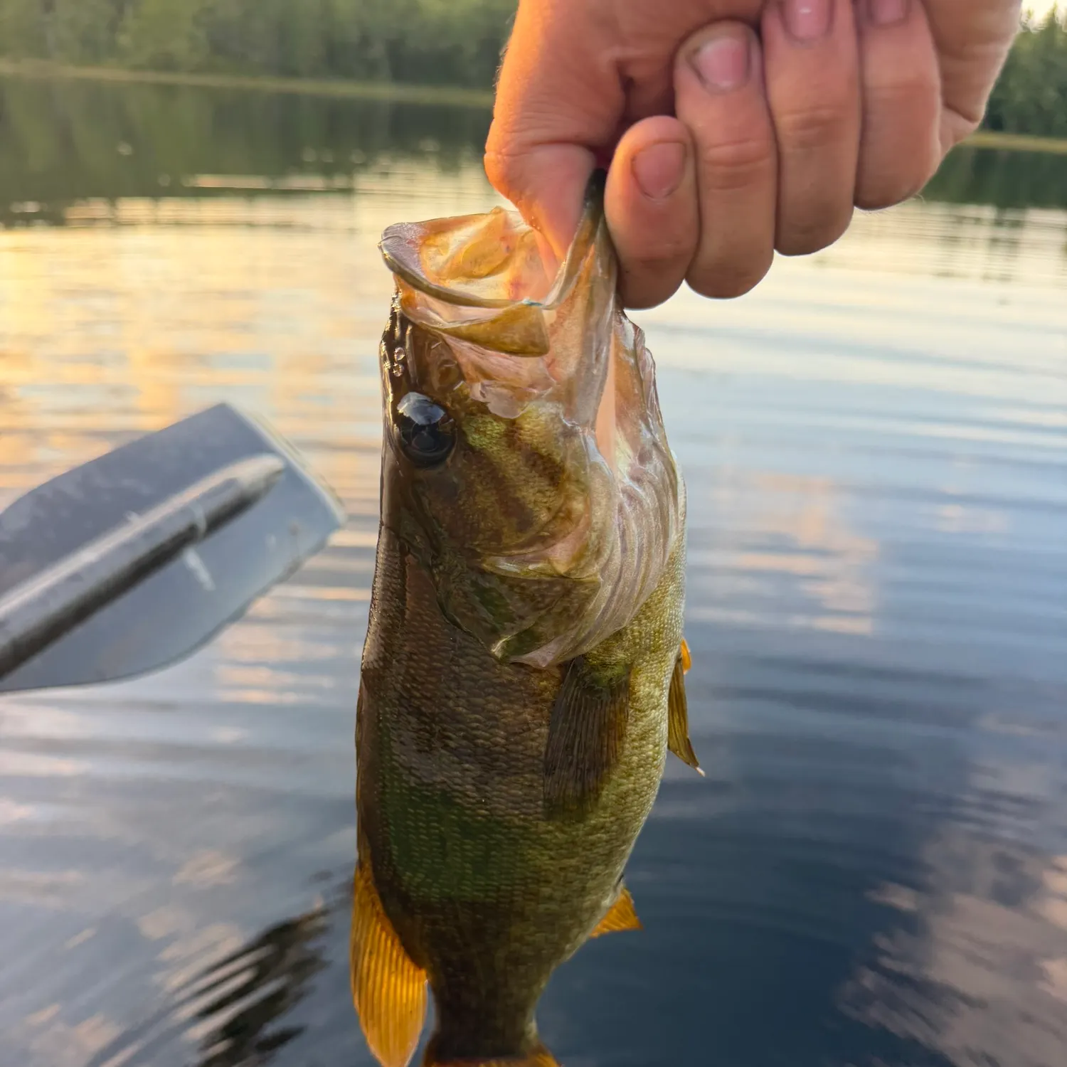 Smallmouth bass caught on Fishbrain