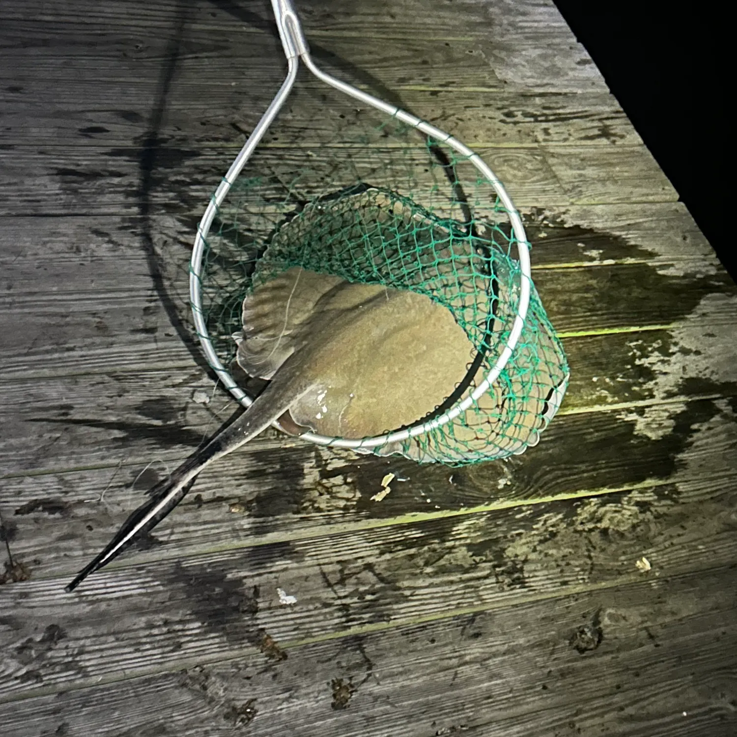 The most recent Atlantic stingray catches on Fishbrain