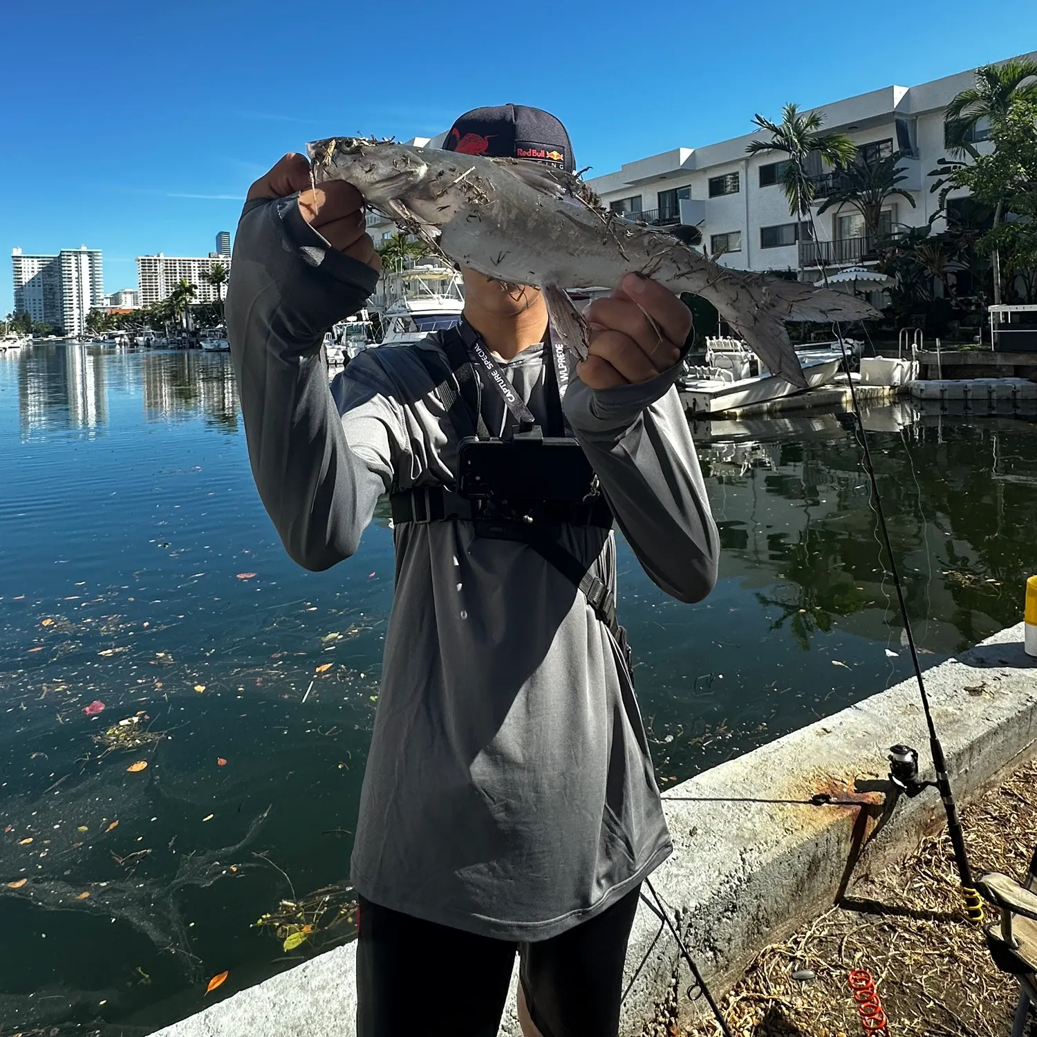 The most recent Hardhead sea catfish catches on Fishbrain