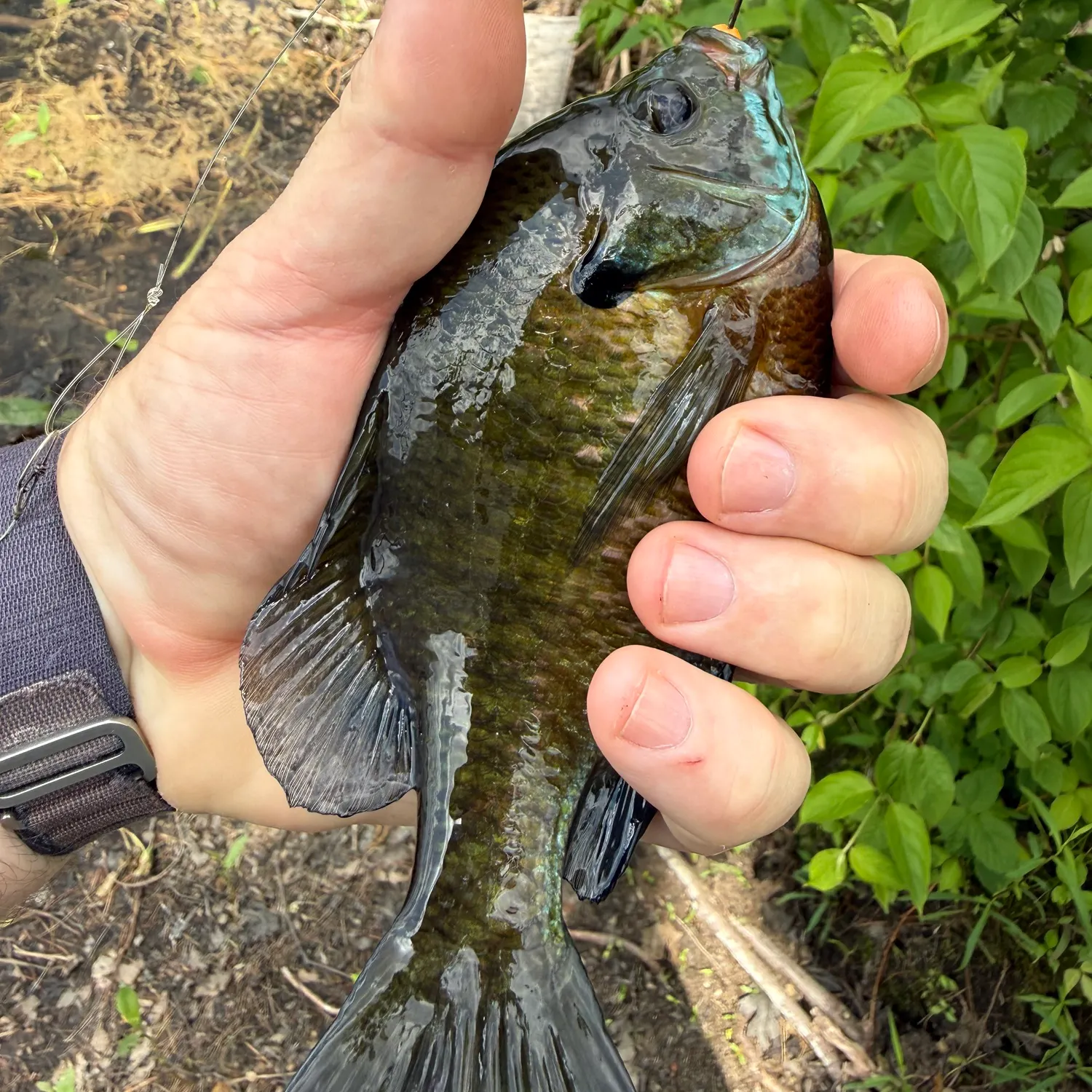 catch