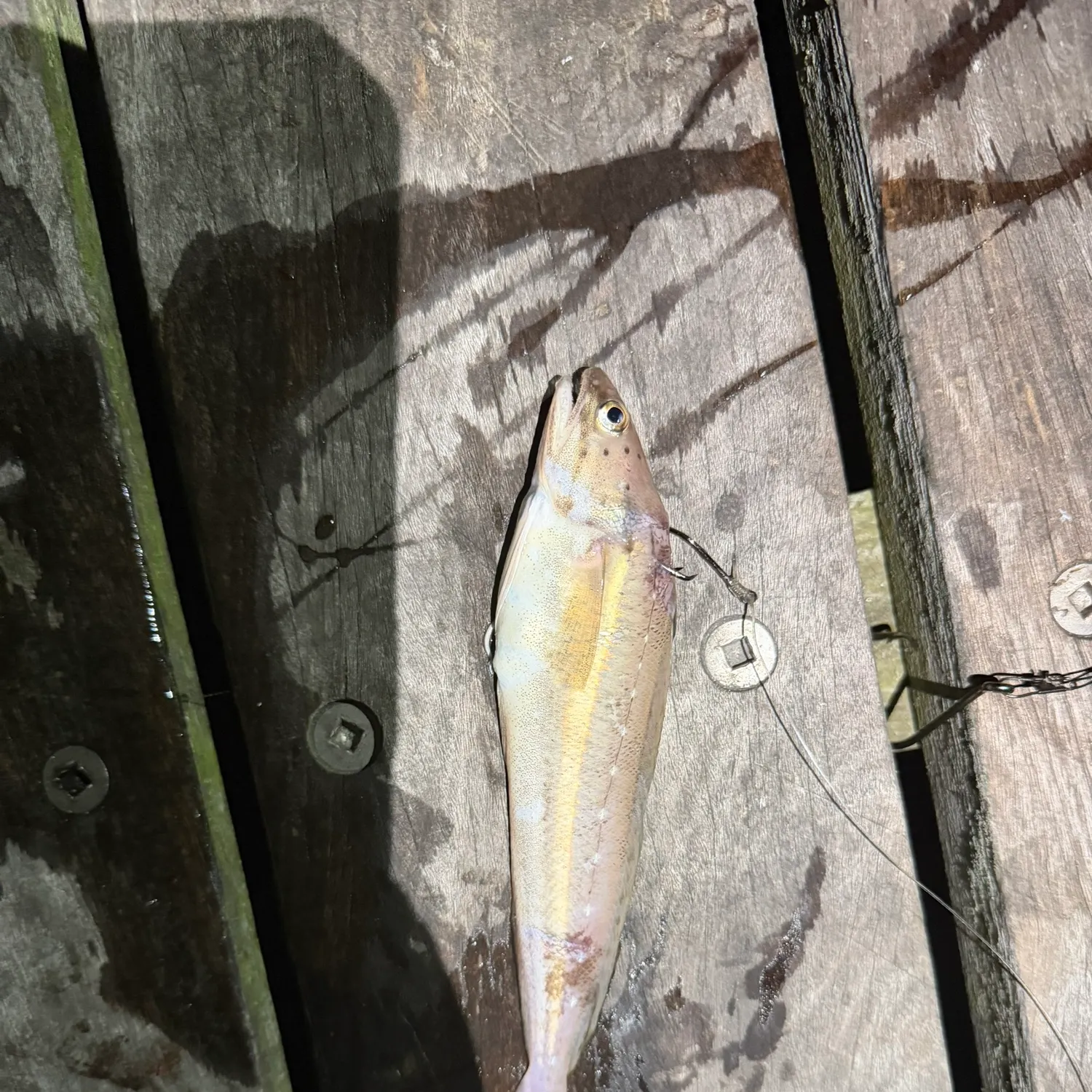 The most recent Spotted hake catches on Fishbrain
