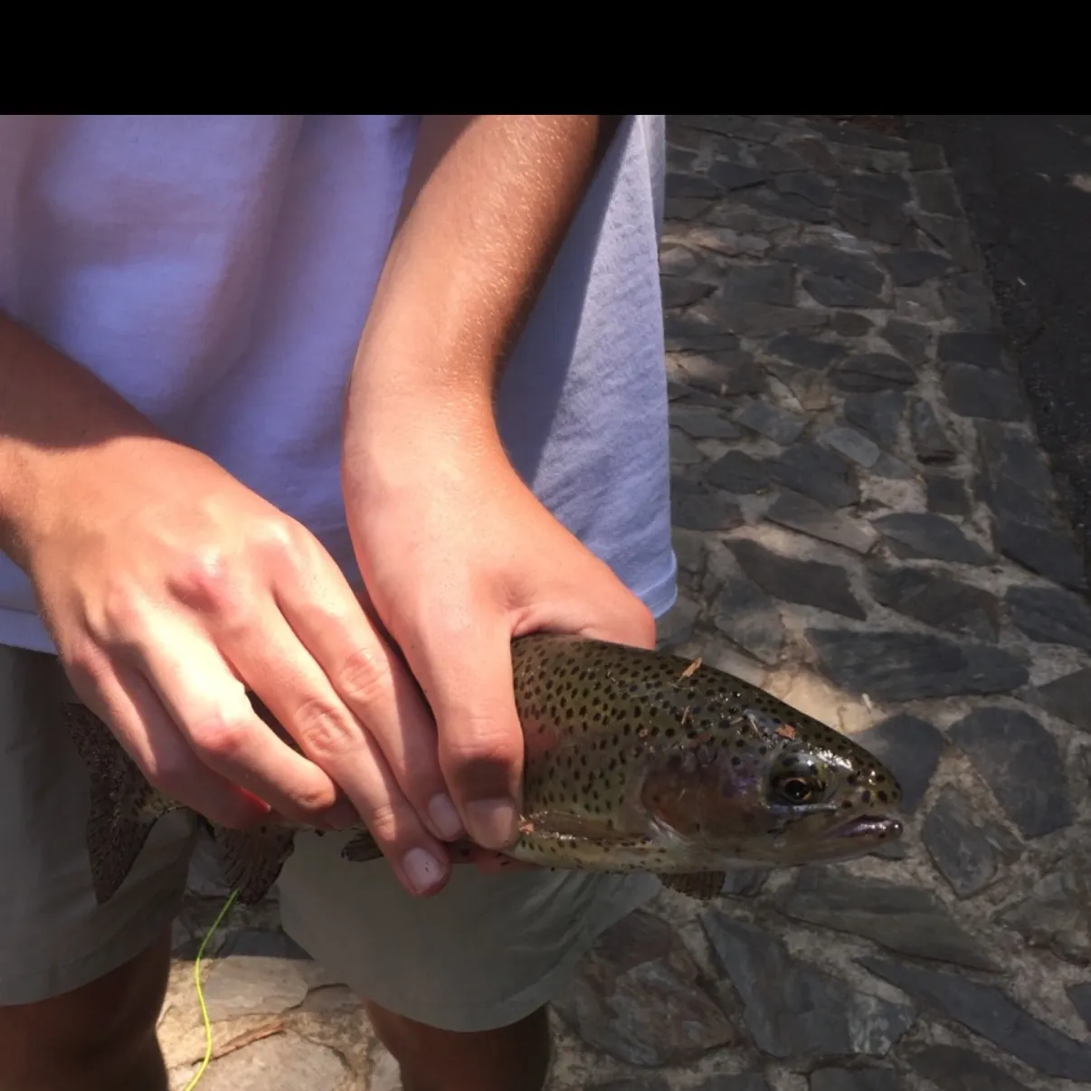 Fish caught on Fishbrain