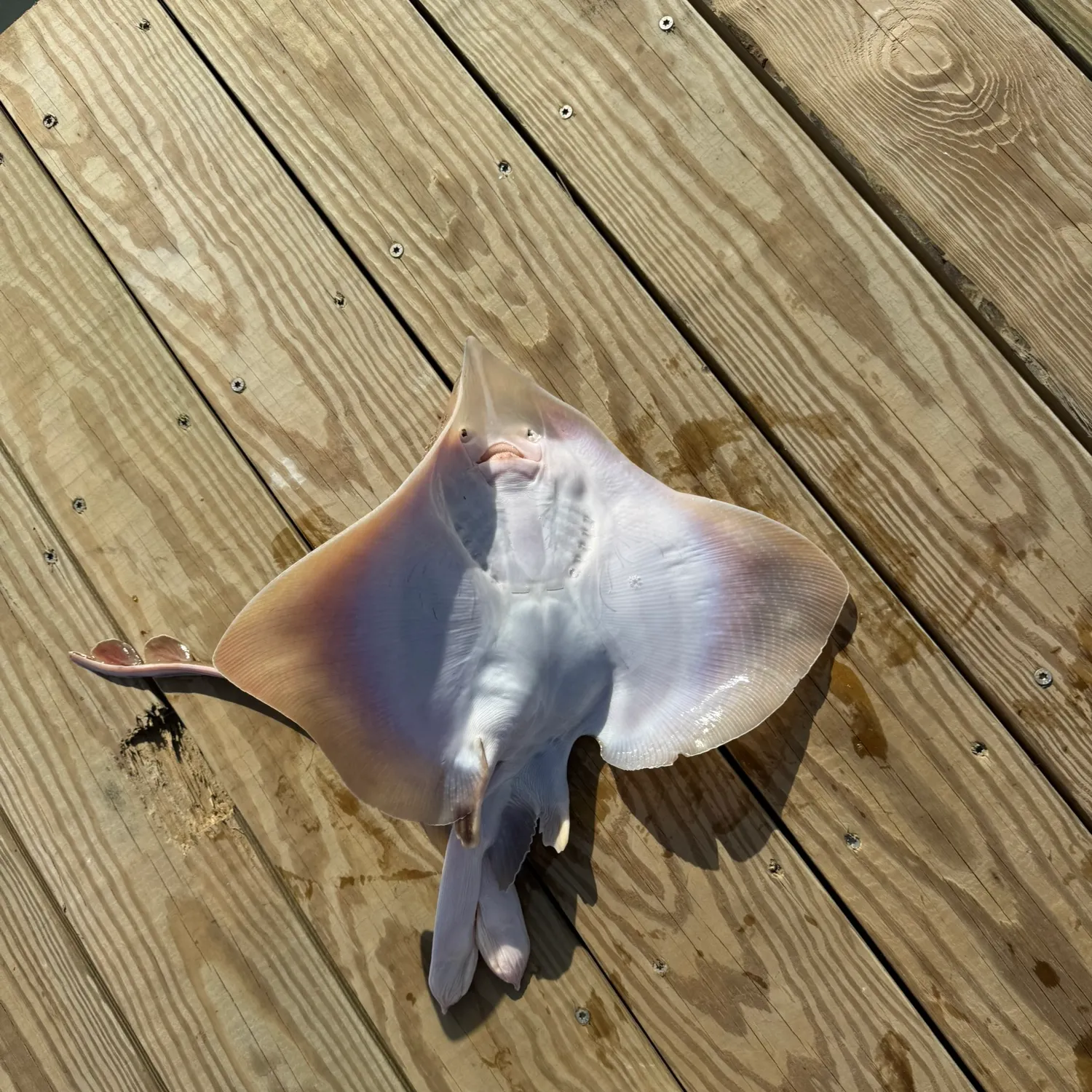 most liked catch image