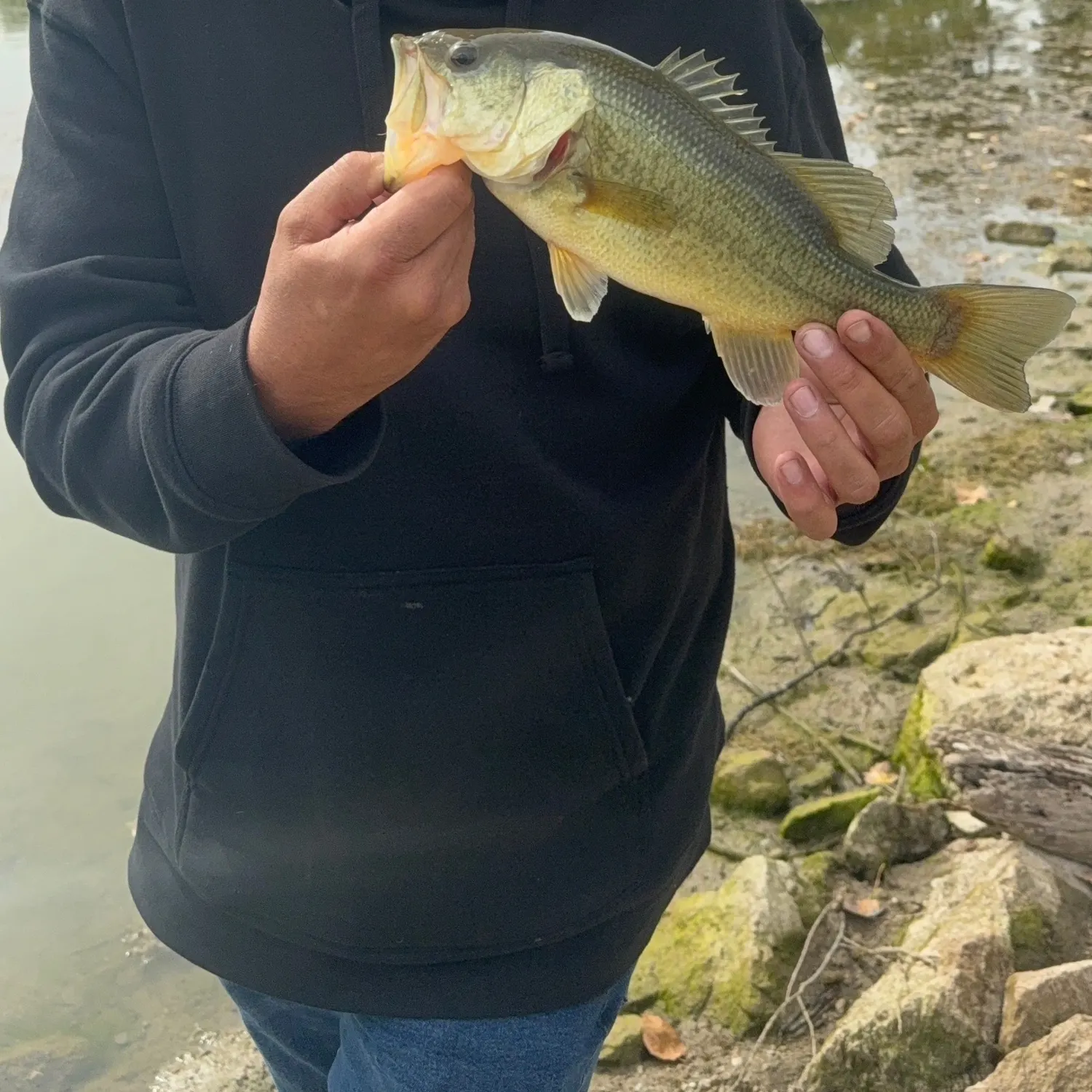 Largemouth bass caught on Fishbrain