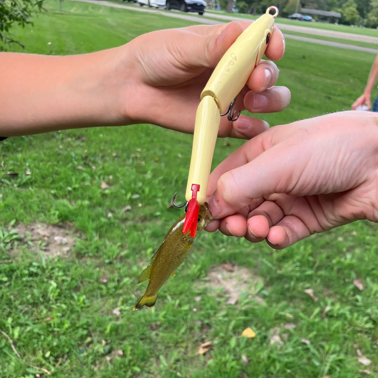 Fish caught on Fishbrain