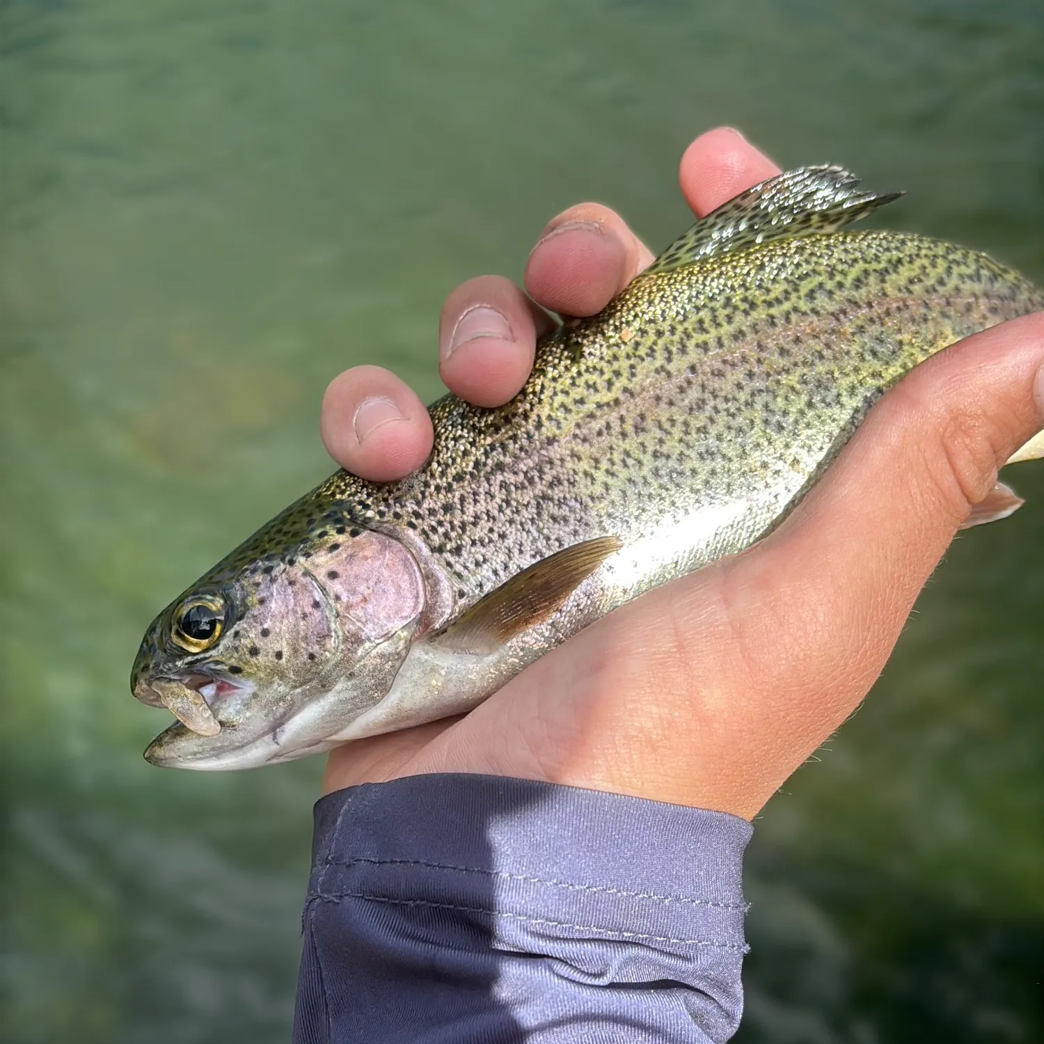 Cutbow caught on Fishbrain