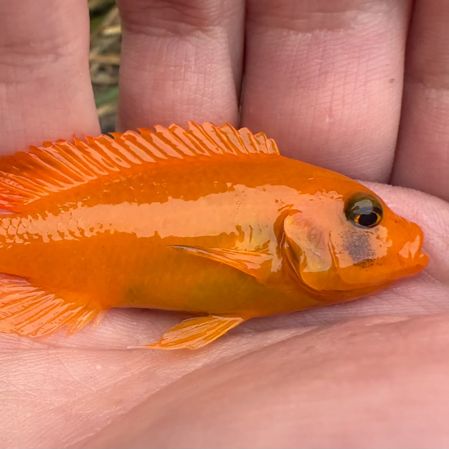 The most recent African Jewelfish catches on Fishbrain