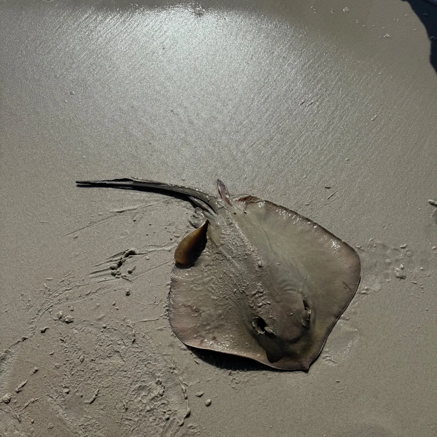 The most recent Southern stingray catches on Fishbrain