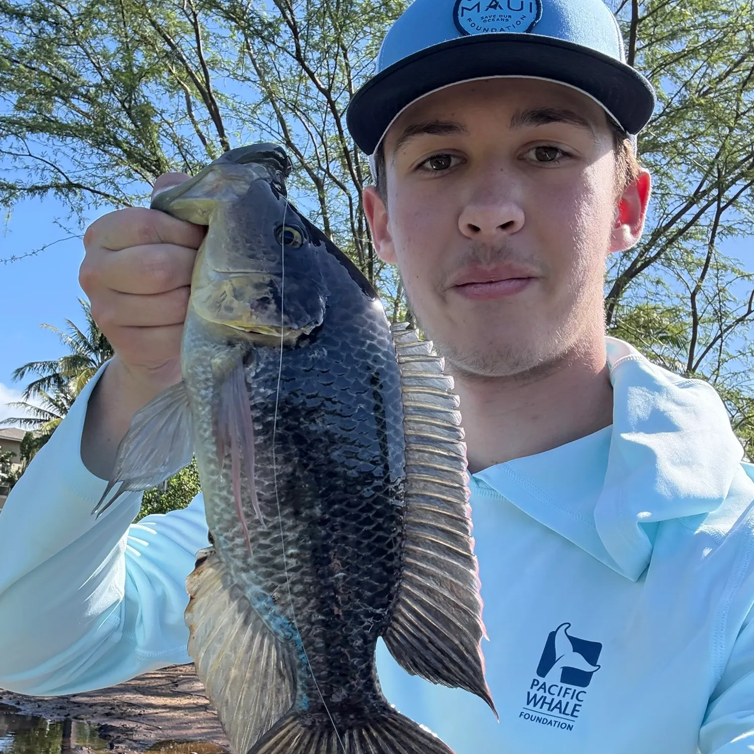 The most recent Mozambique tilapia catches on Fishbrain