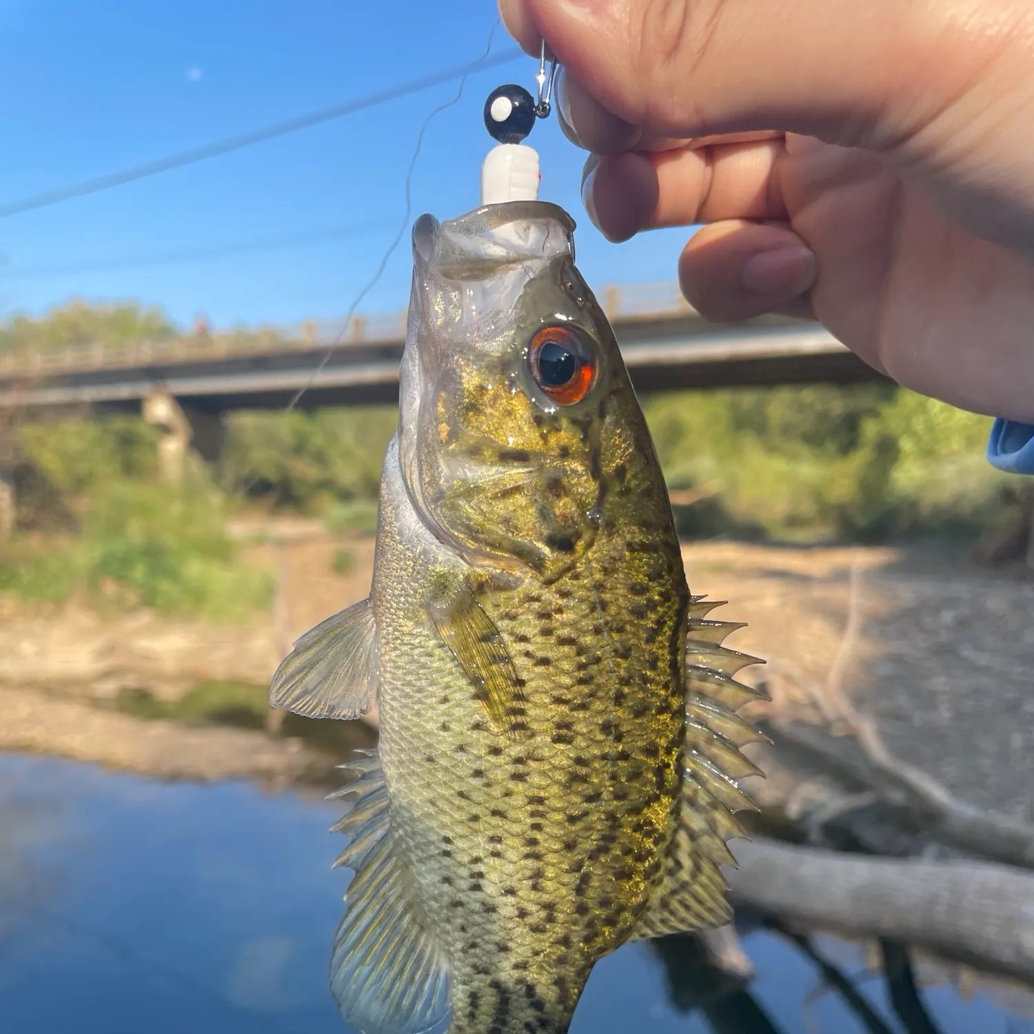 Ozark bass caught on Fishbrain