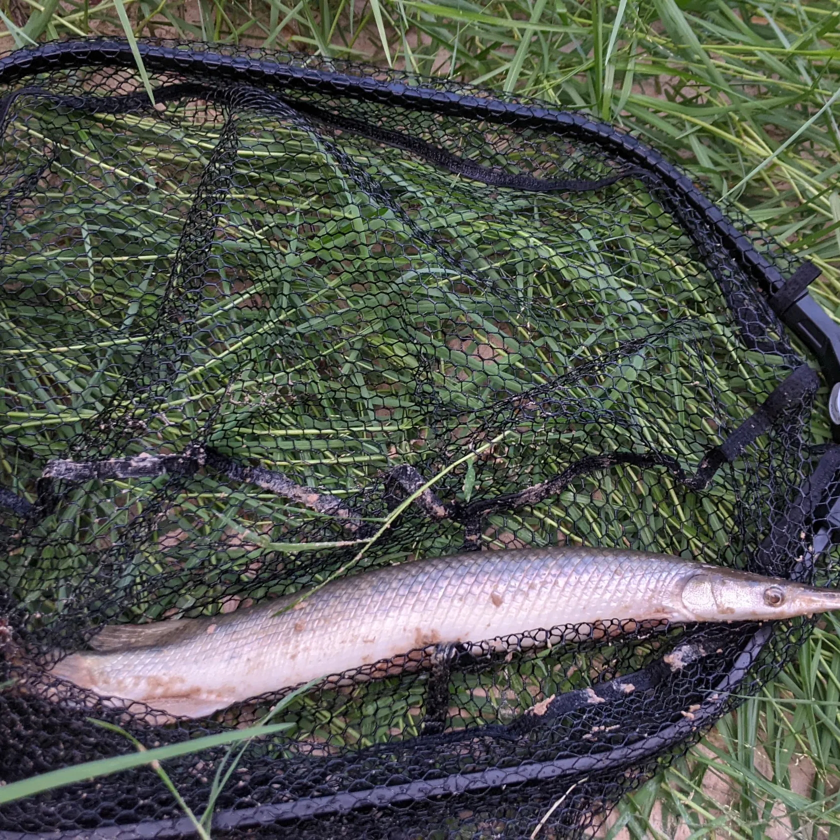 Spotted gar caught on Fishbrain