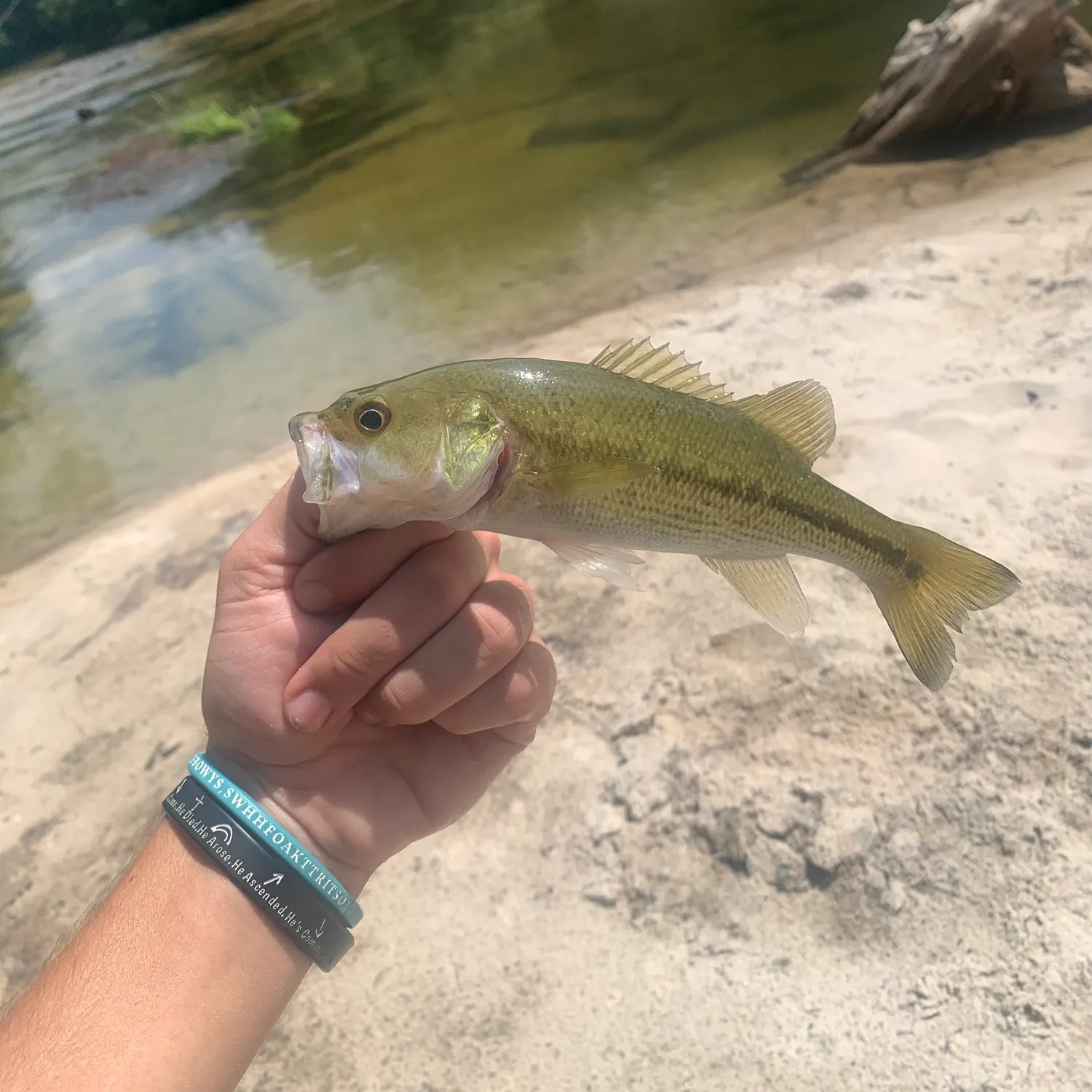 The most recent Choctaw bass catches on Fishbrain