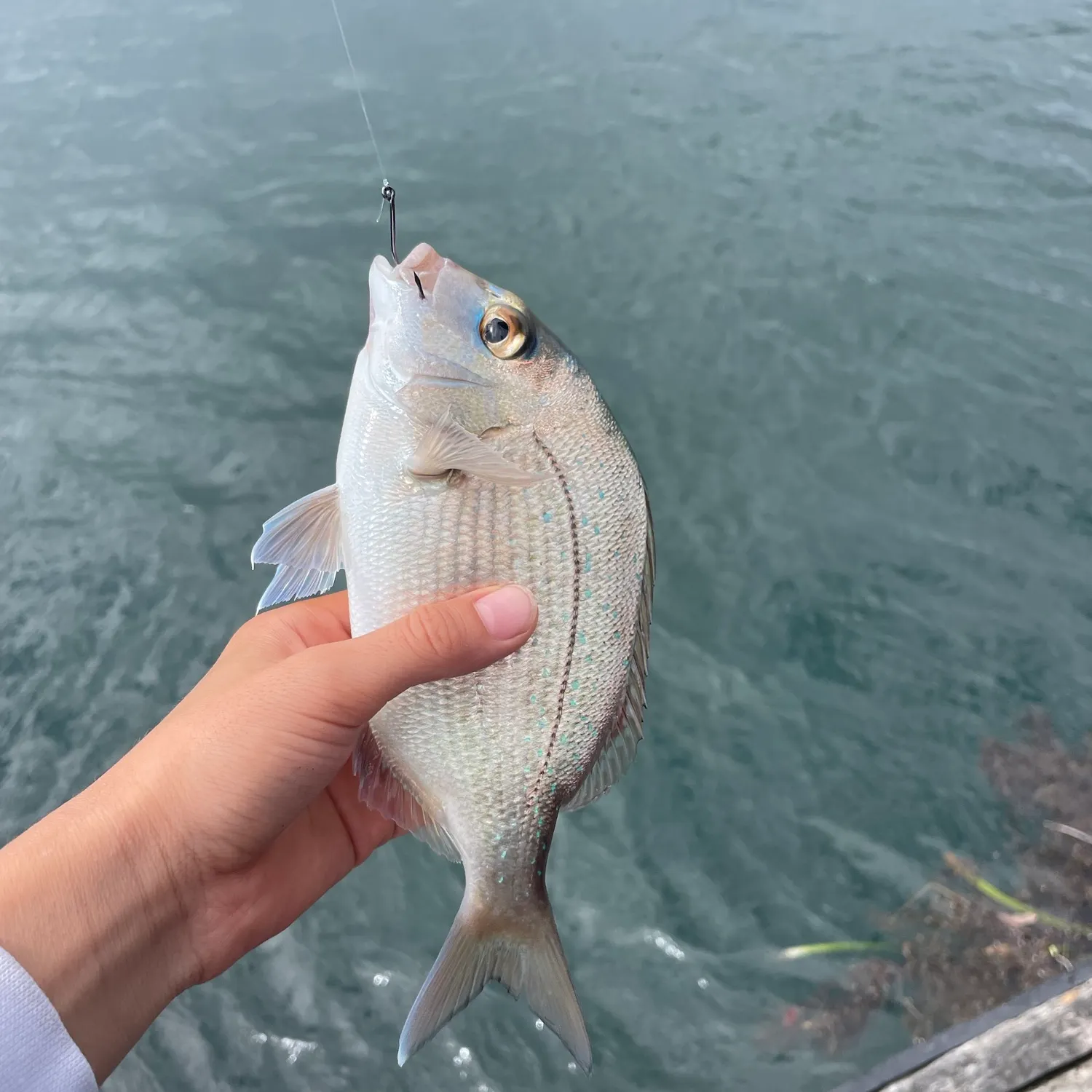 Australasian snapper caught on Fishbrain
