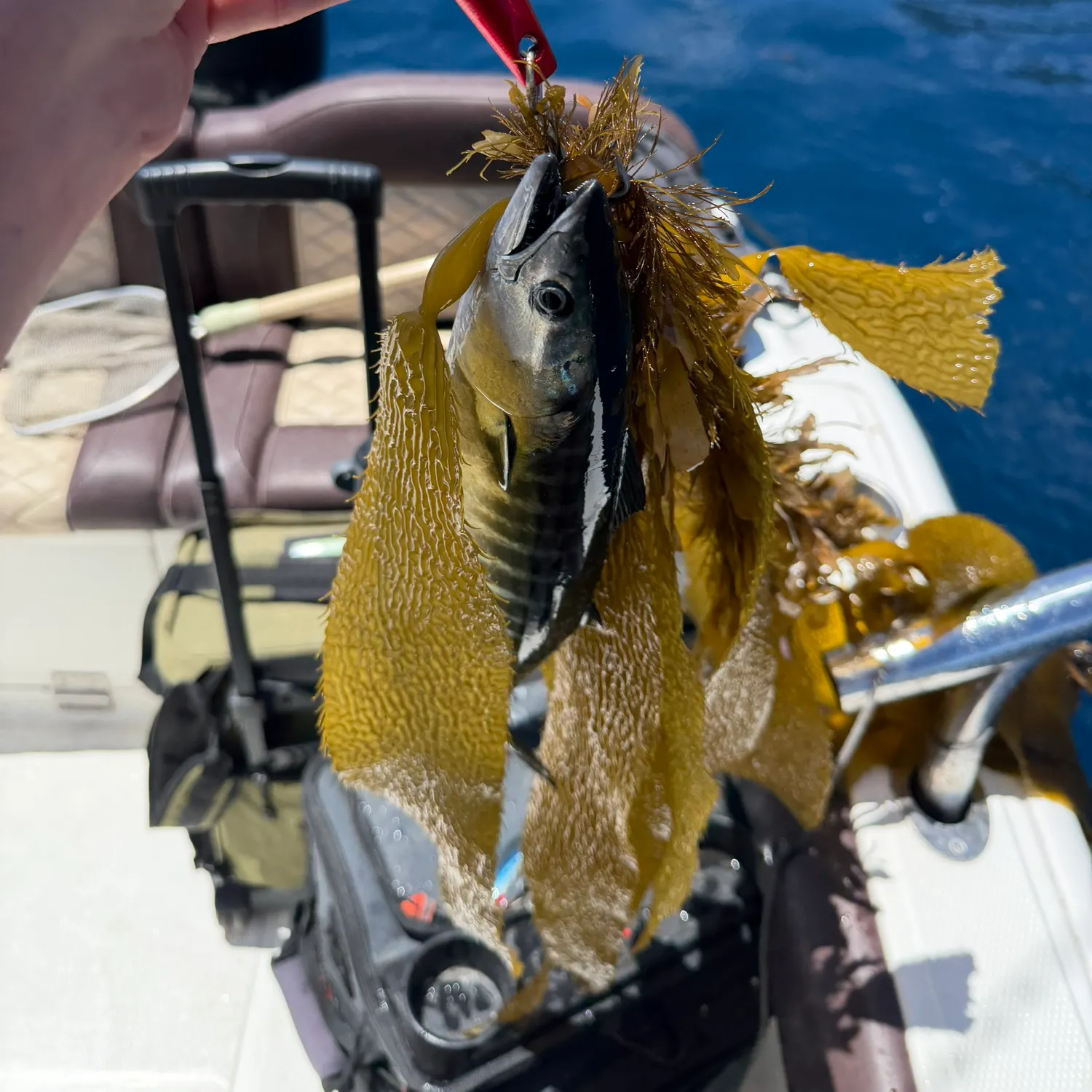 The most recent Pacific bonito catches on Fishbrain