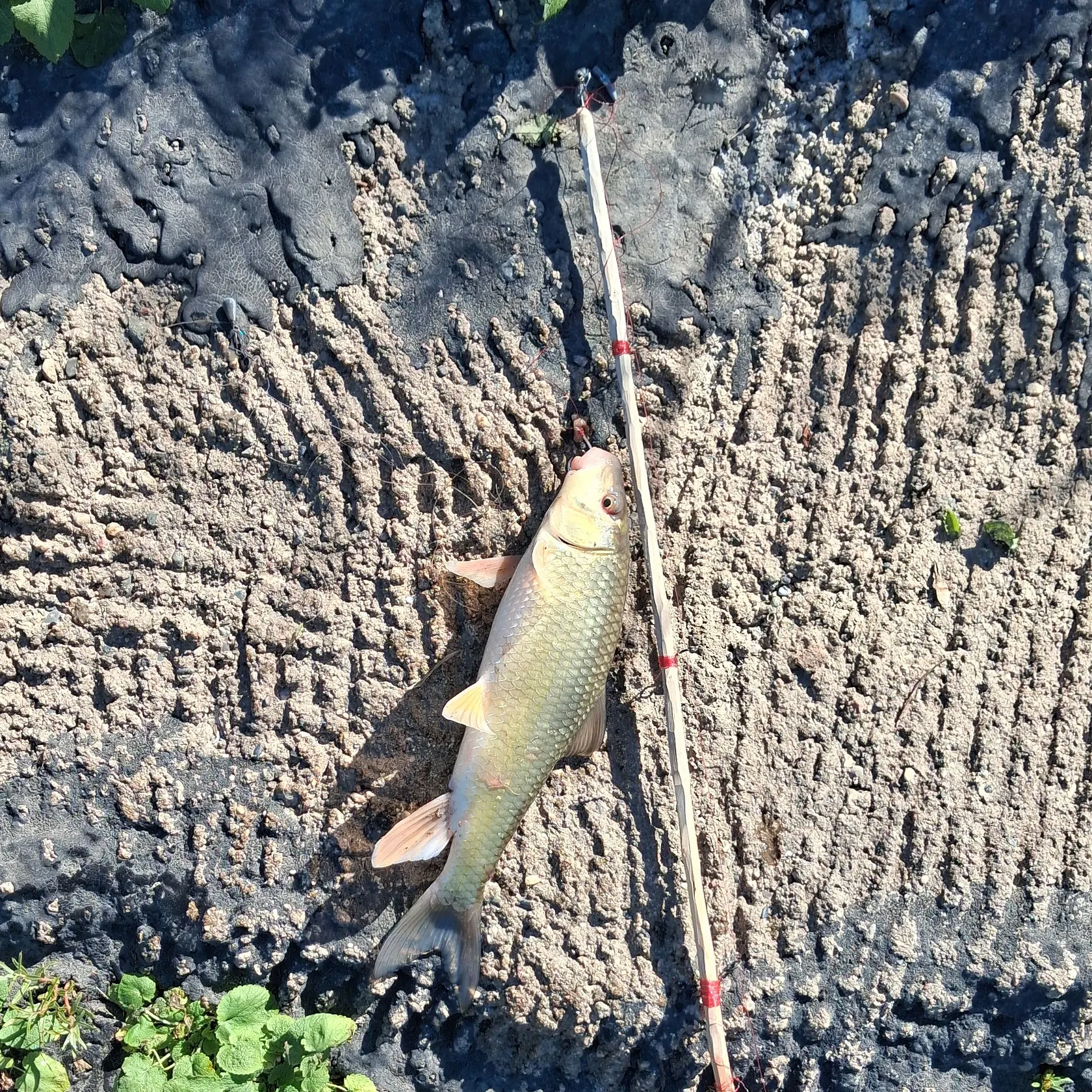 The most recent Golden redhorse catches on Fishbrain