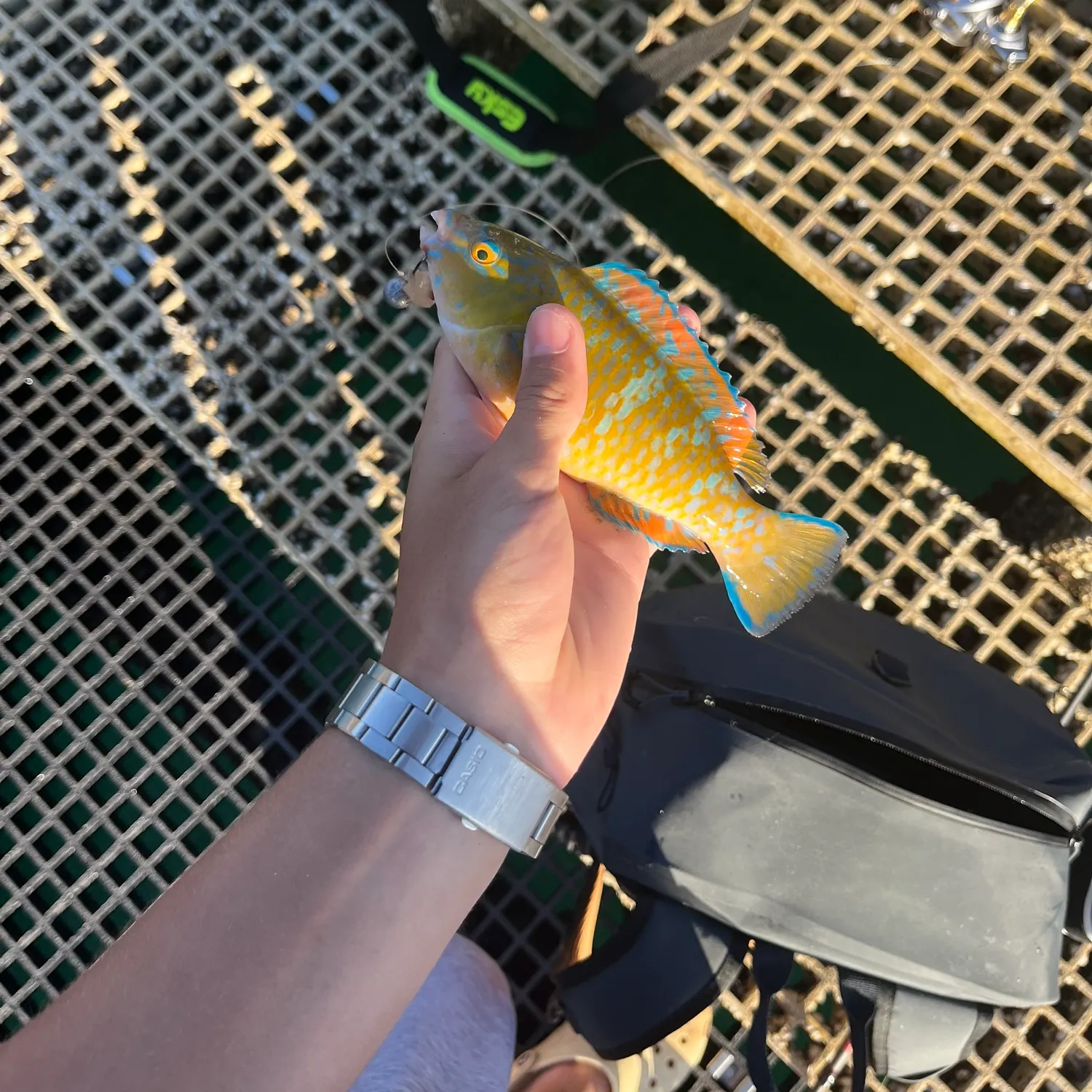 The most recent Blue-barred parrotfish catches on Fishbrain