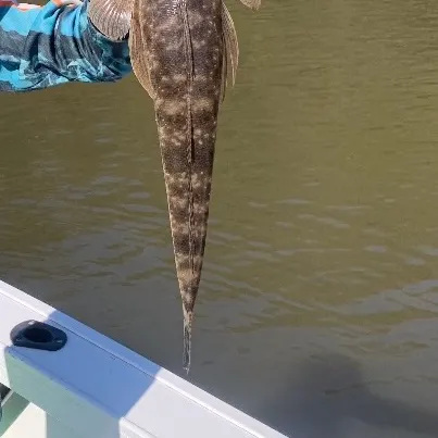 Dusky flathead caught on Fishbrain