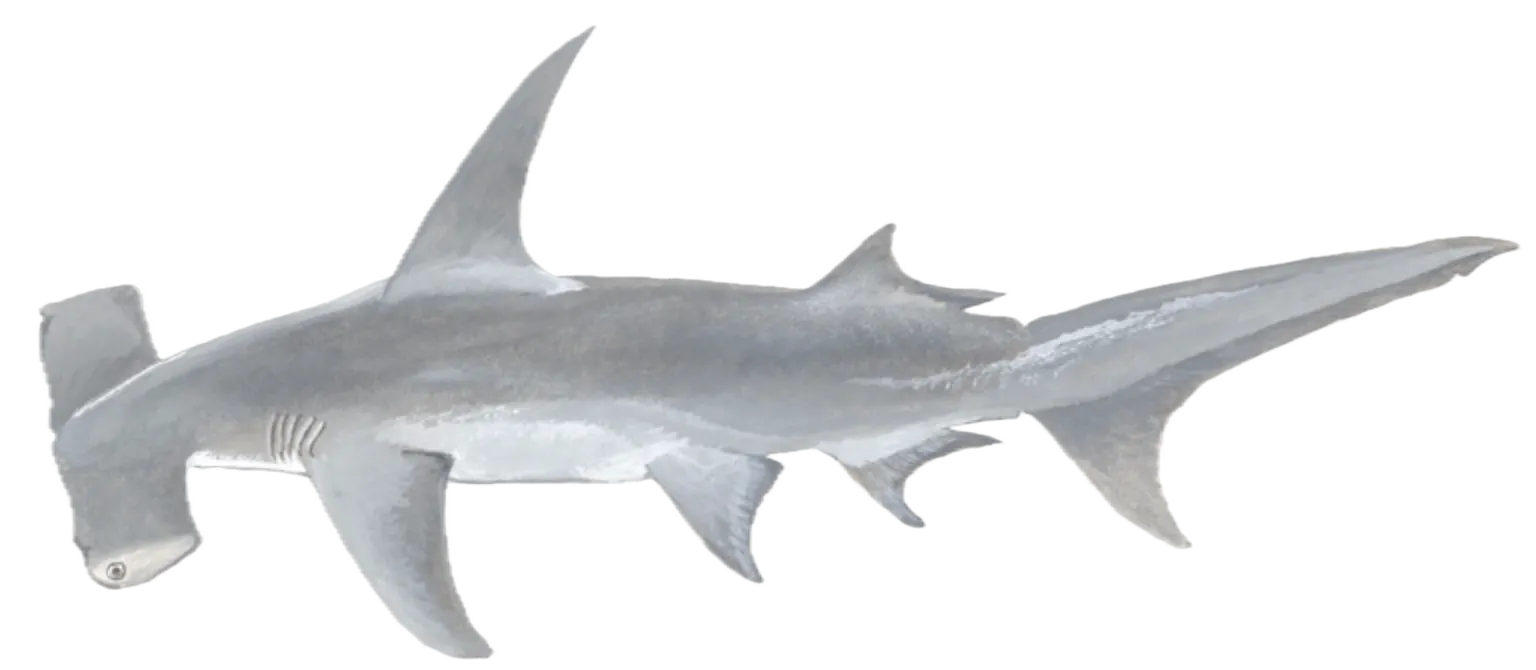 Great hammerhead shark